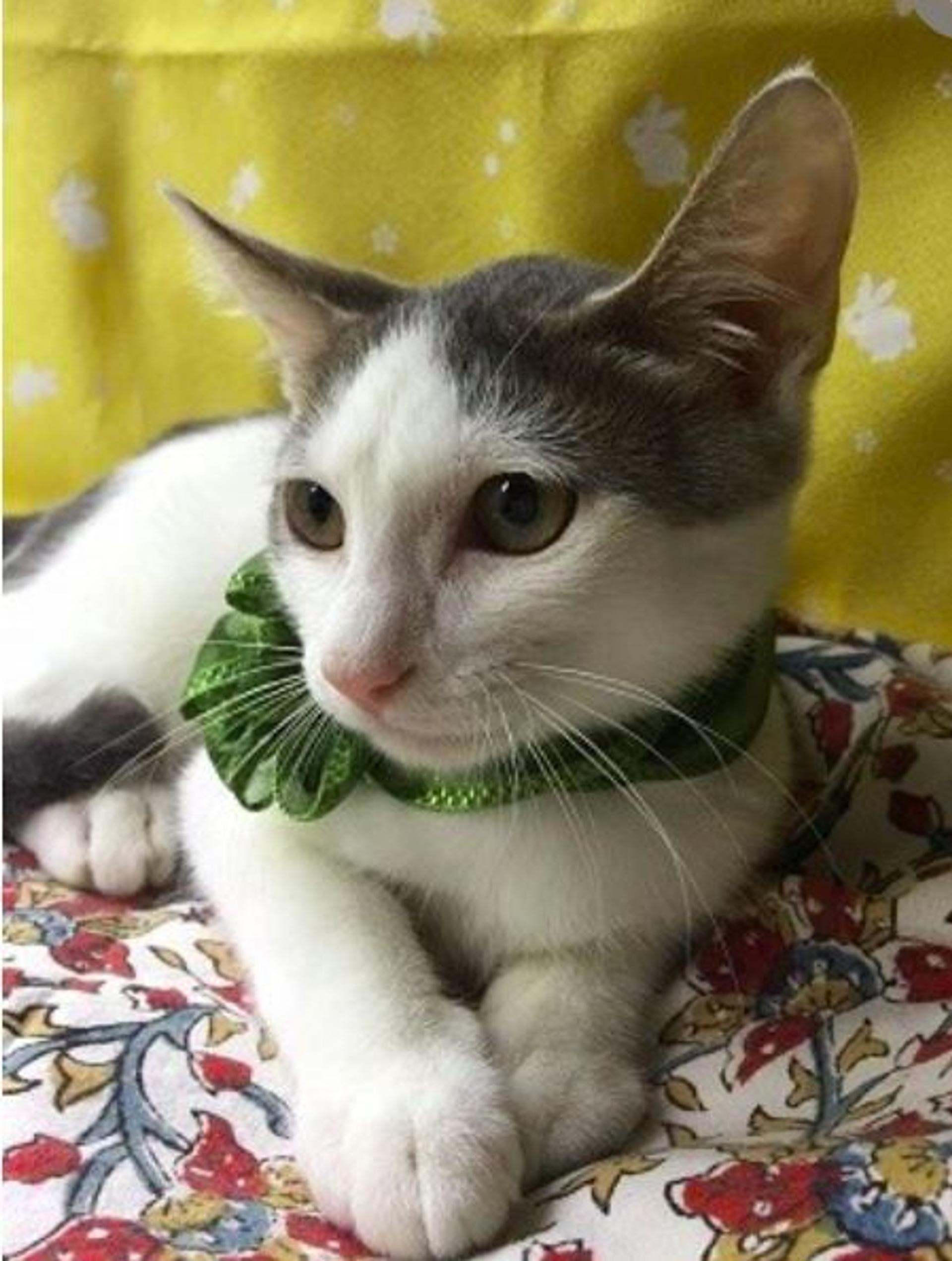 pet-image-3