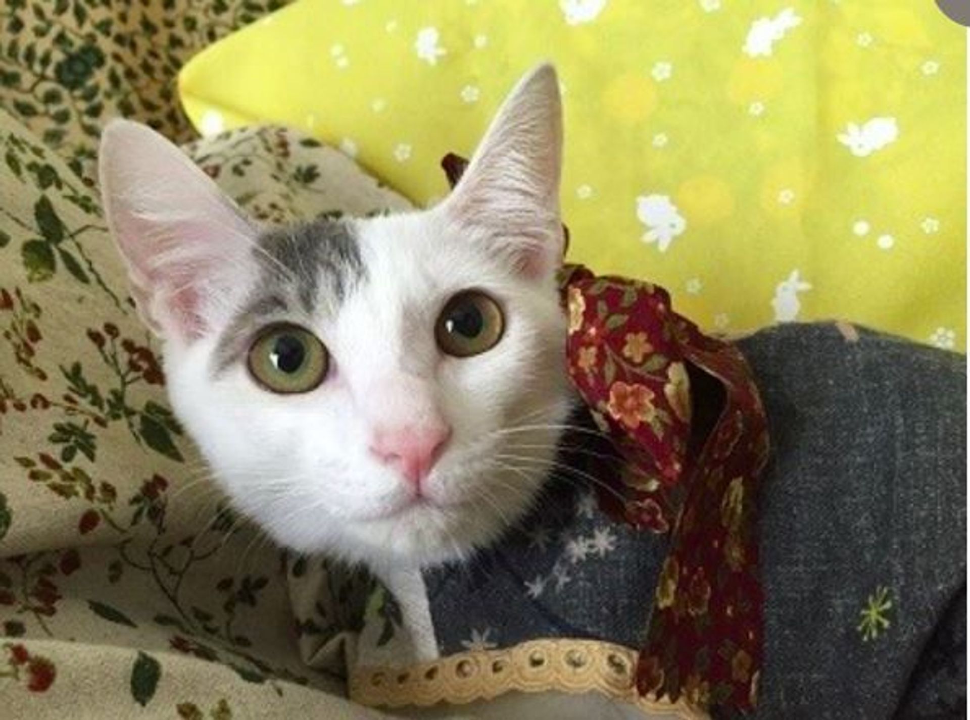 雑種（ミックス猫）・メスの里親募集の写真