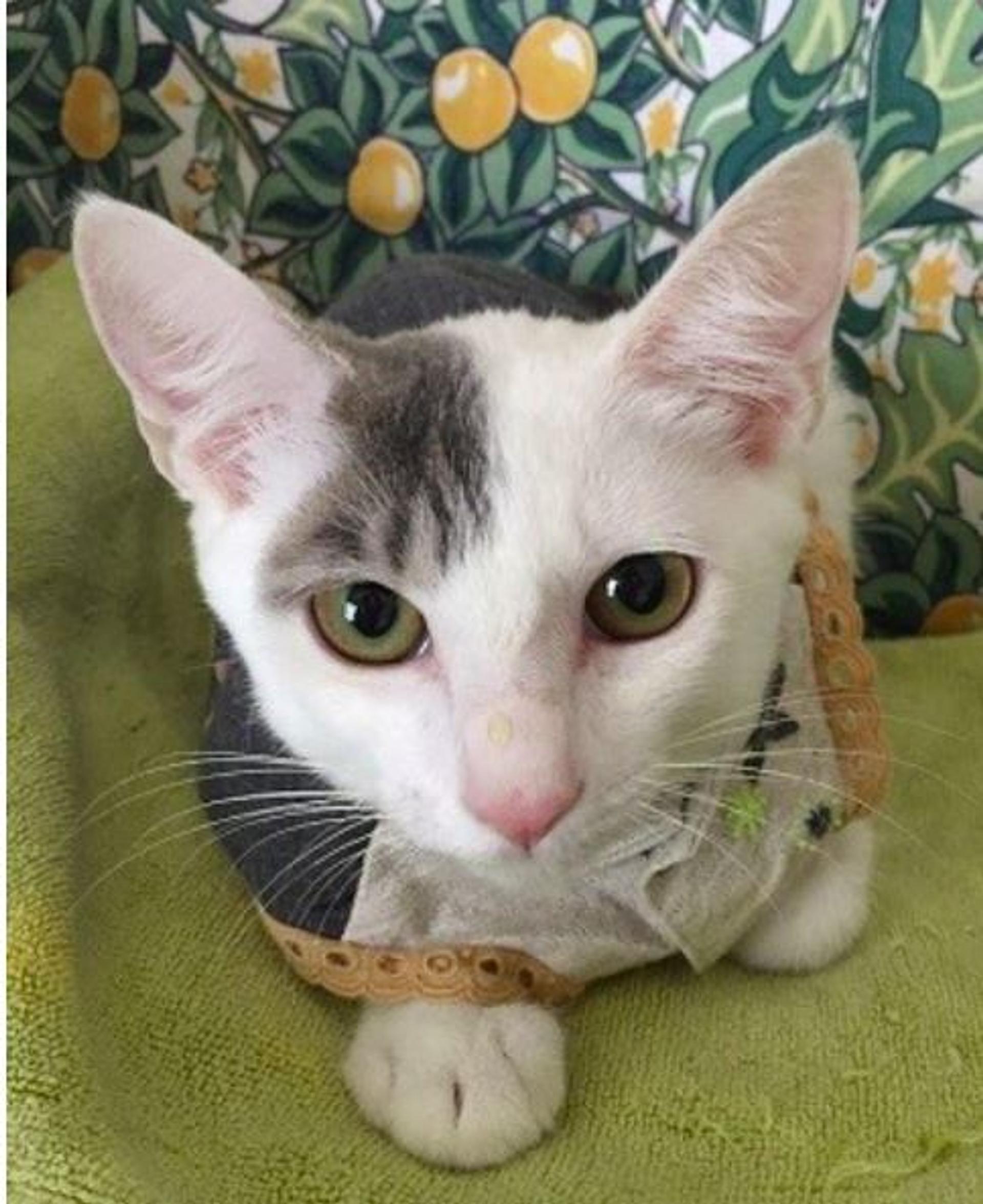 pet-image-2