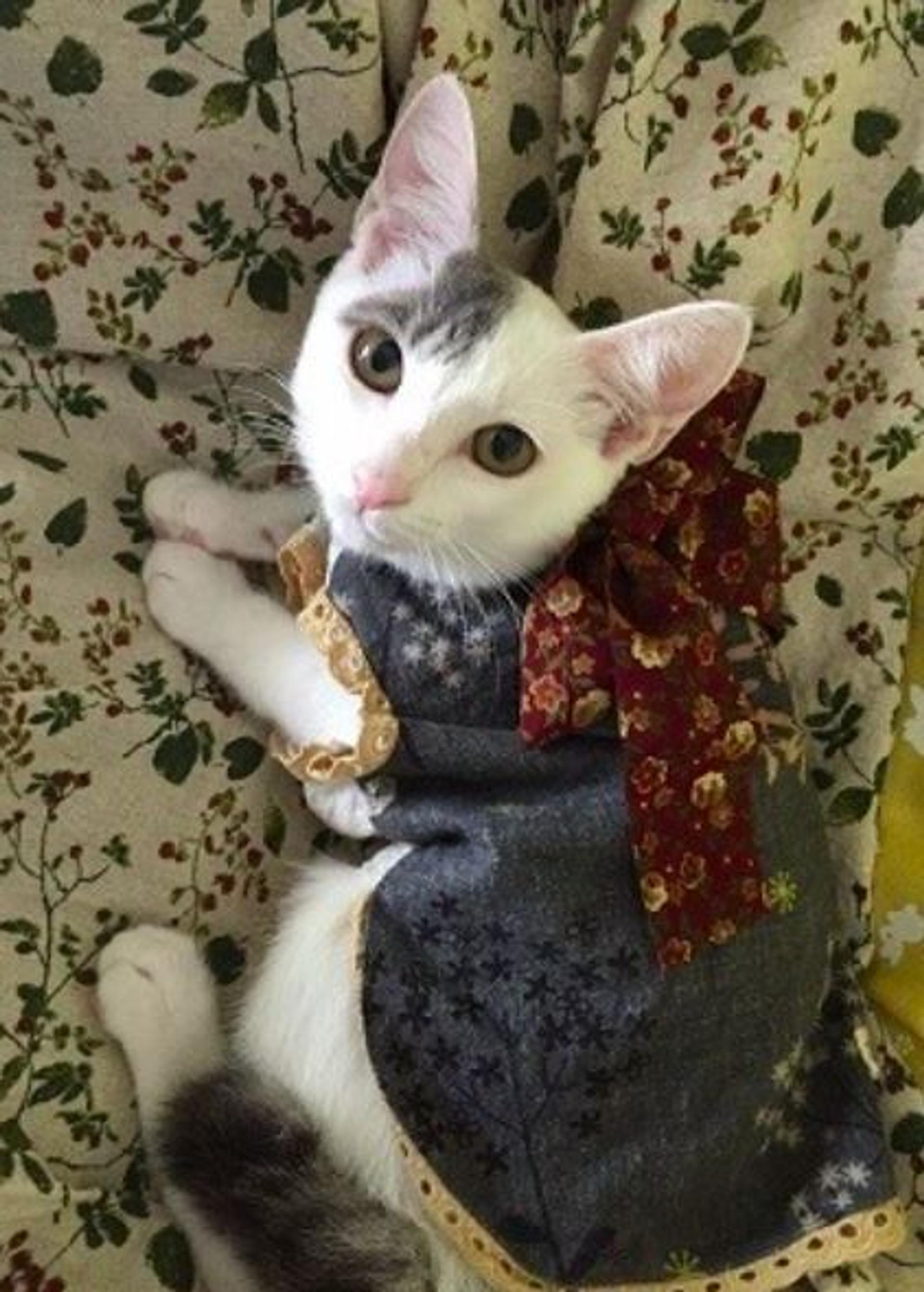 pet-image-3