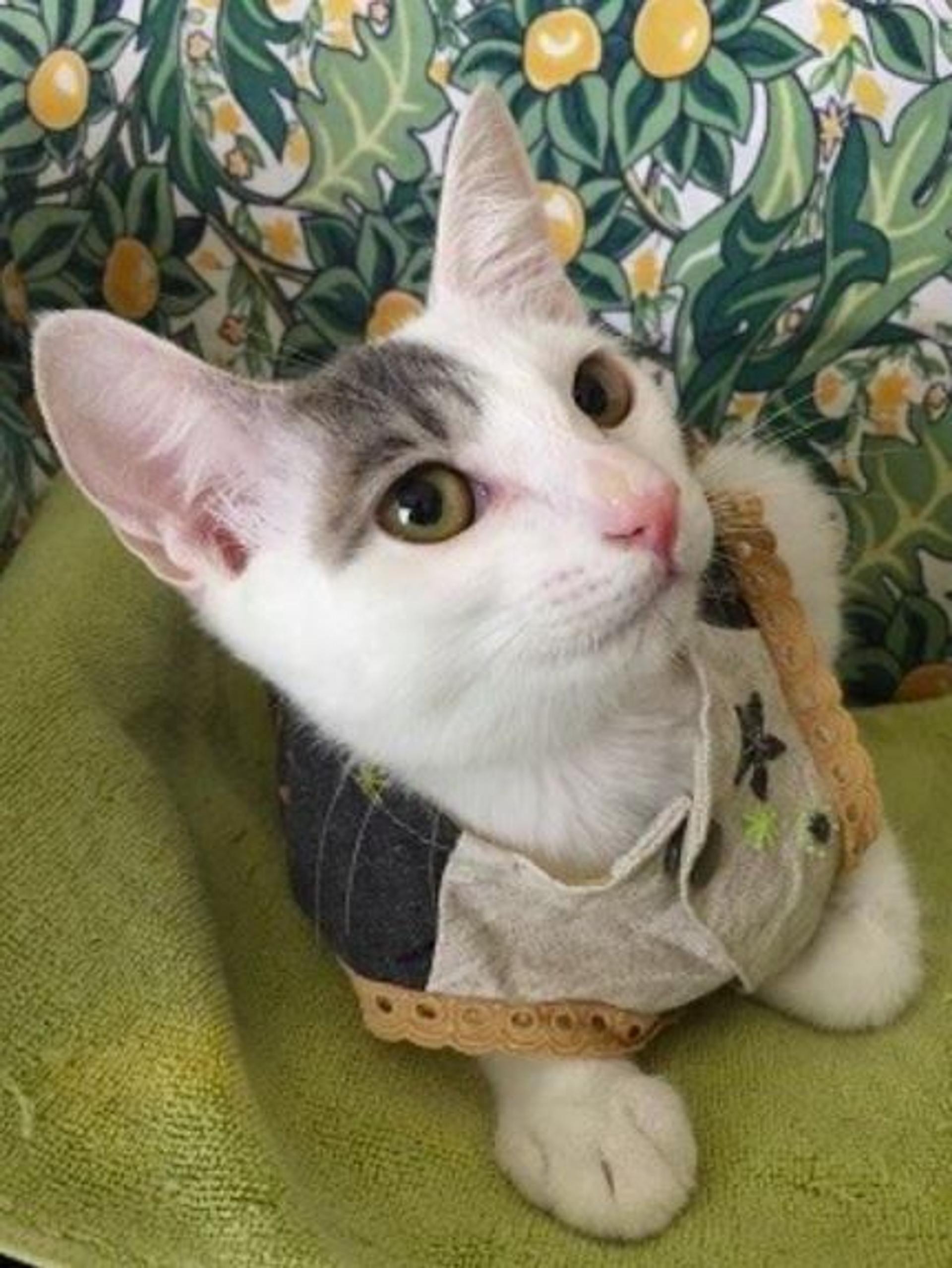 pet-image-4