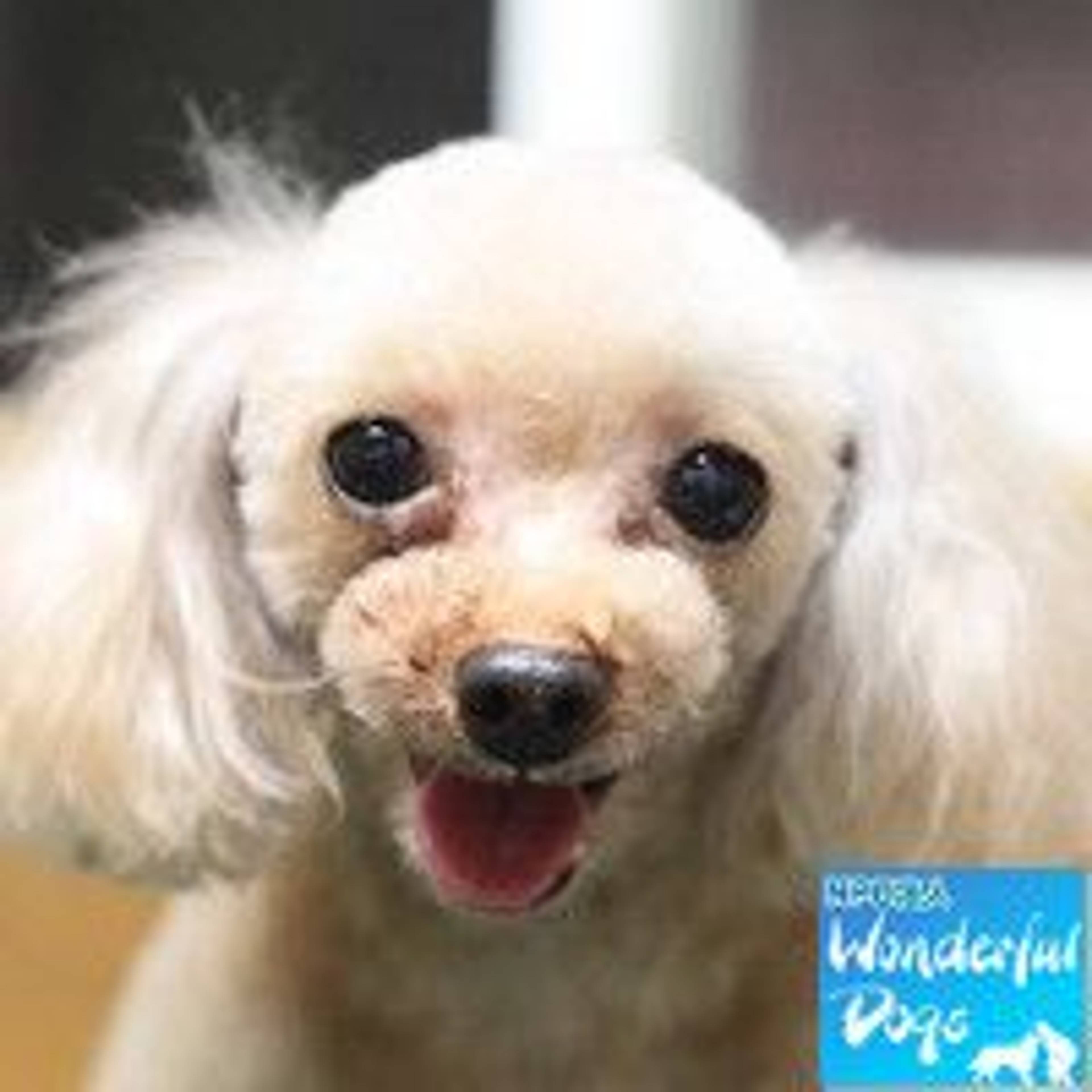 トイプードル・メスの里親募集の写真