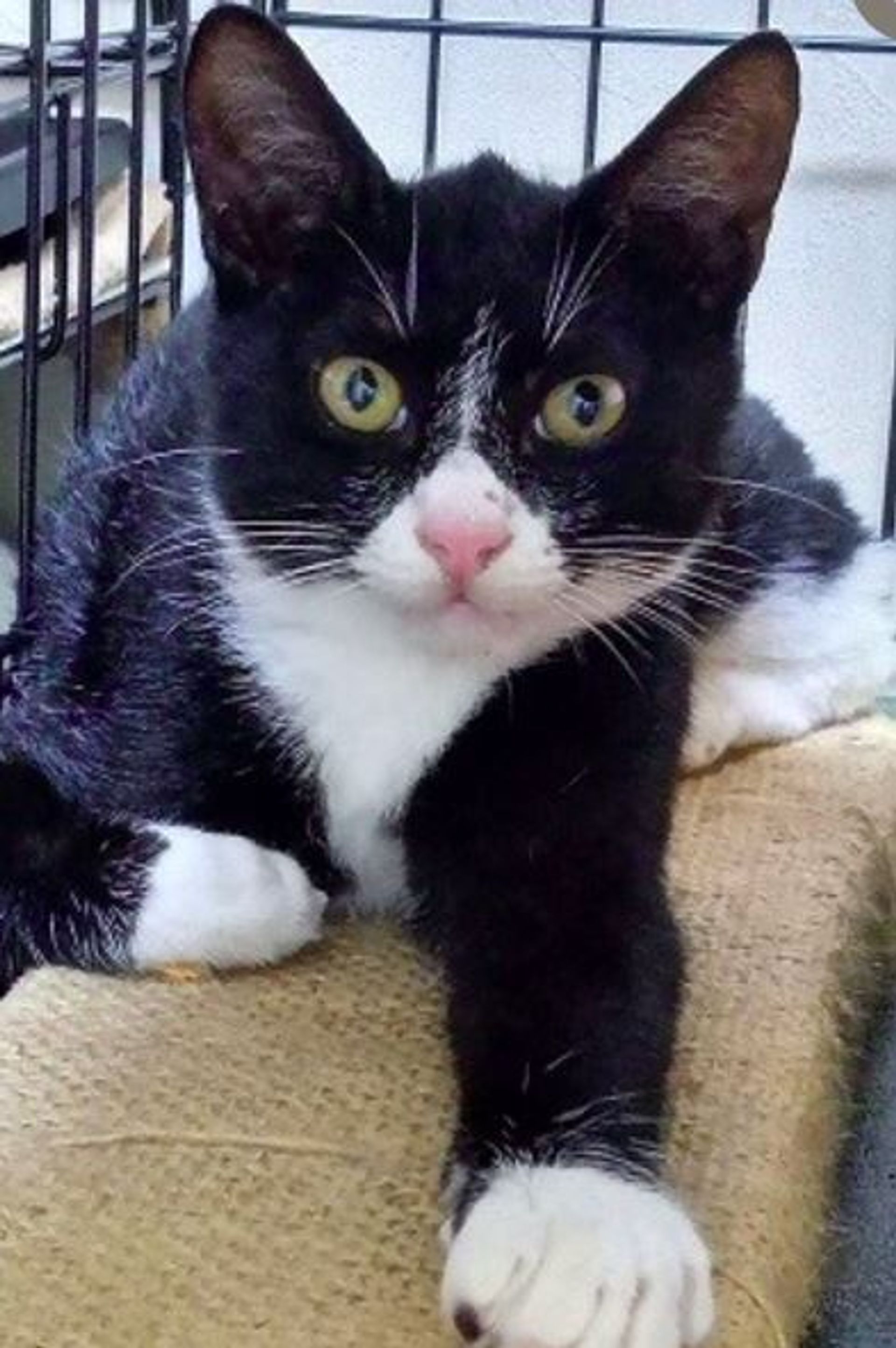 雑種（ミックス猫）・オスの里親募集の写真