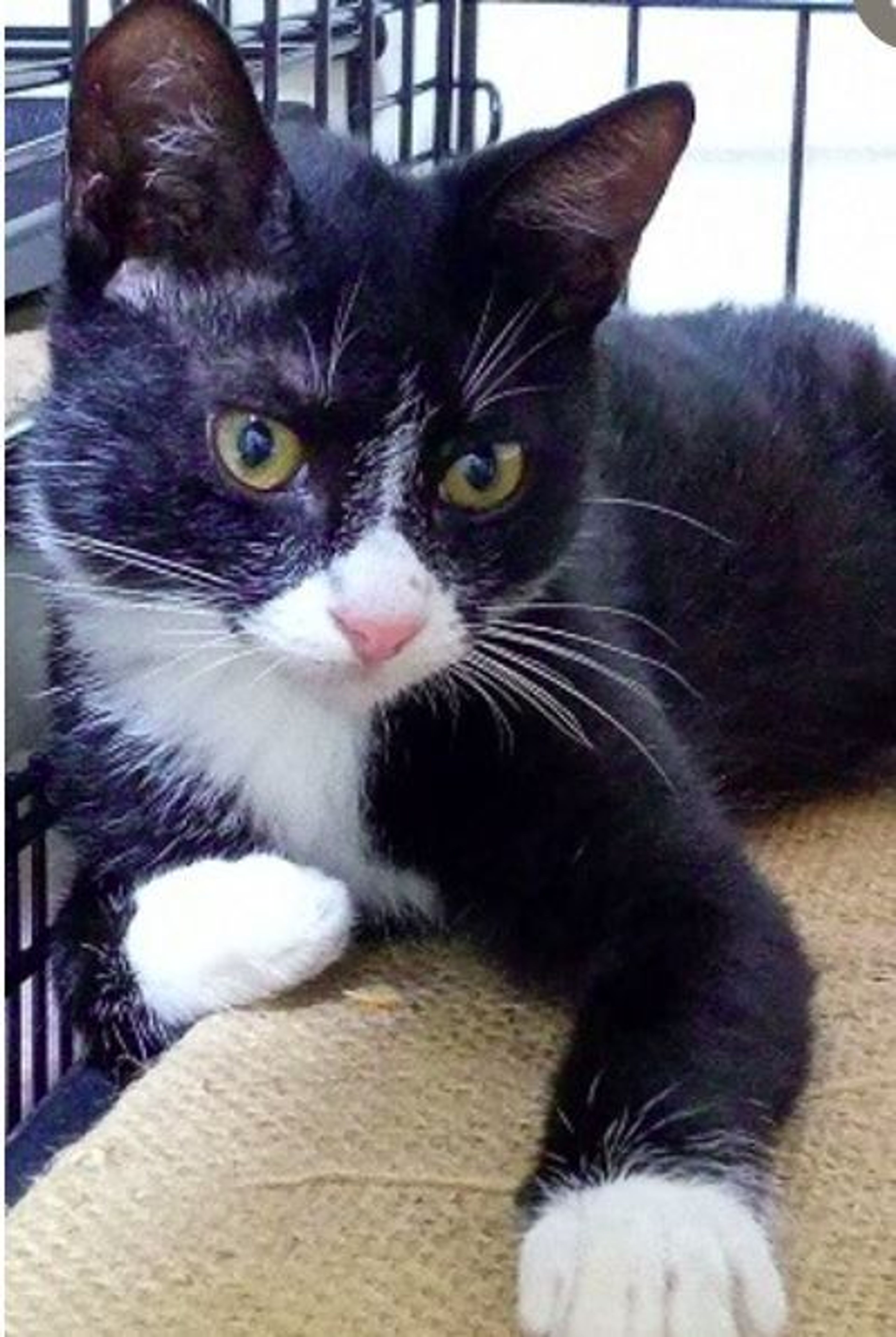 pet-image-4