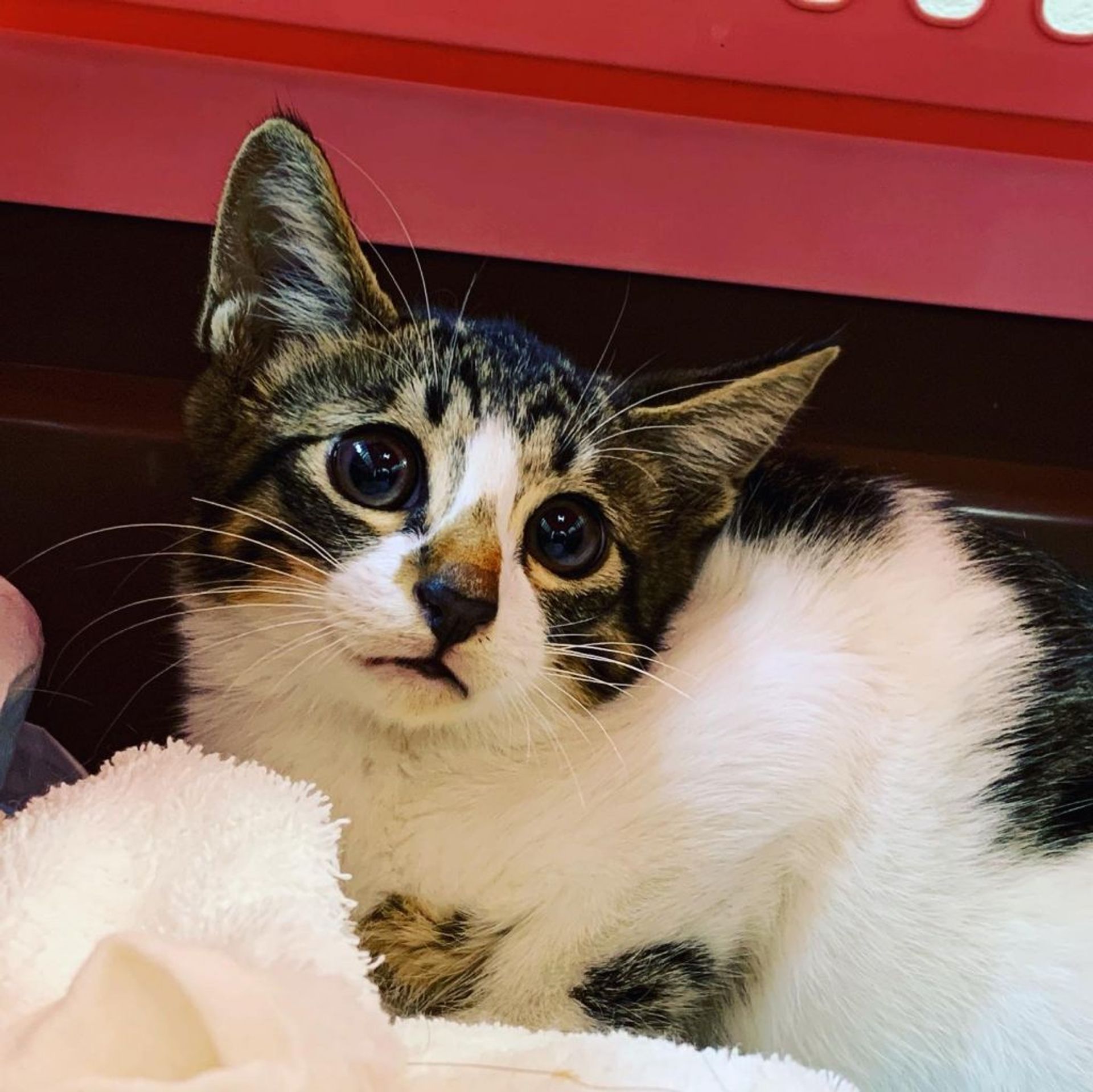 雑種（ミックス猫）・オスの里親募集の写真