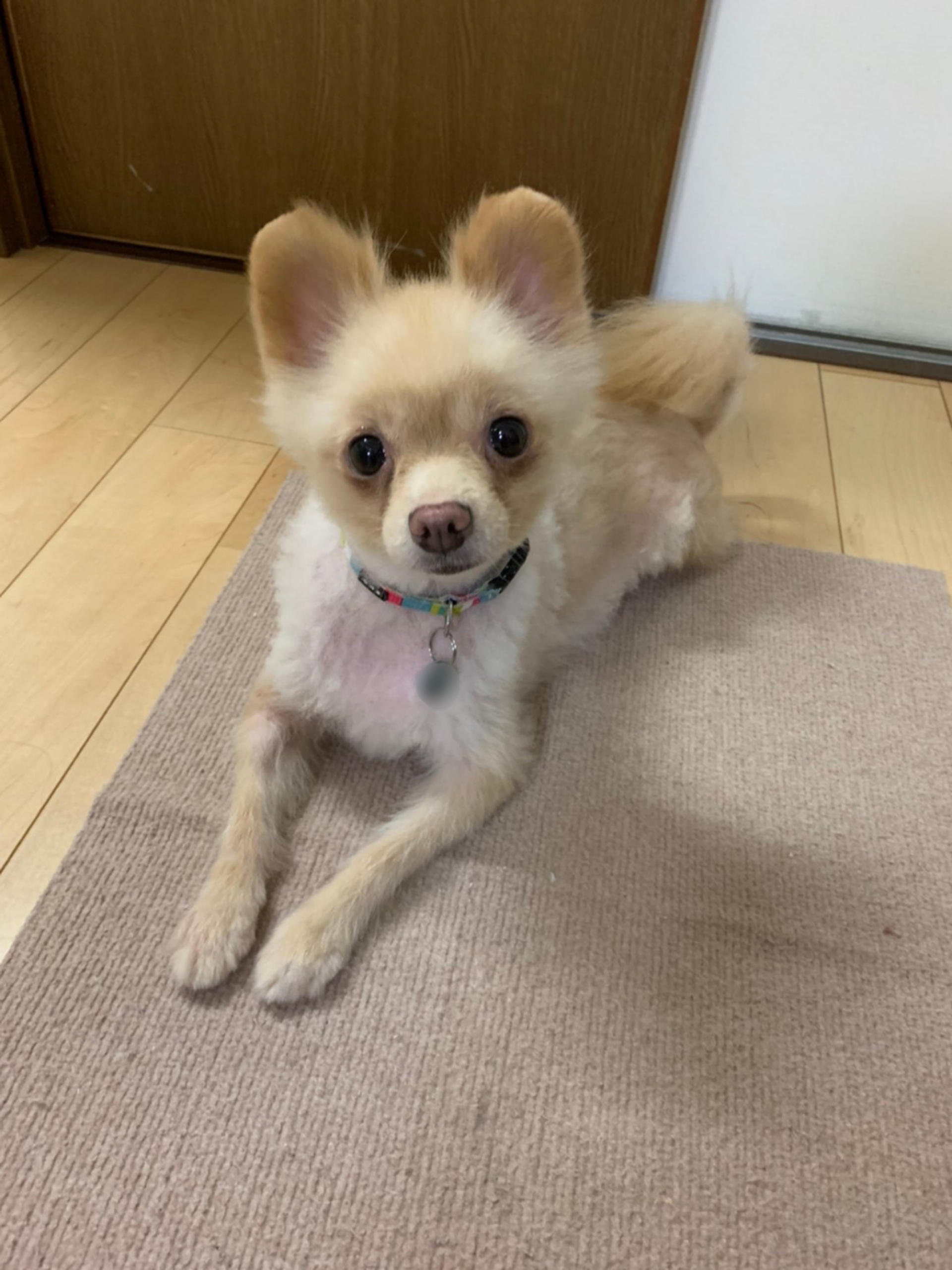 pet-image-2
