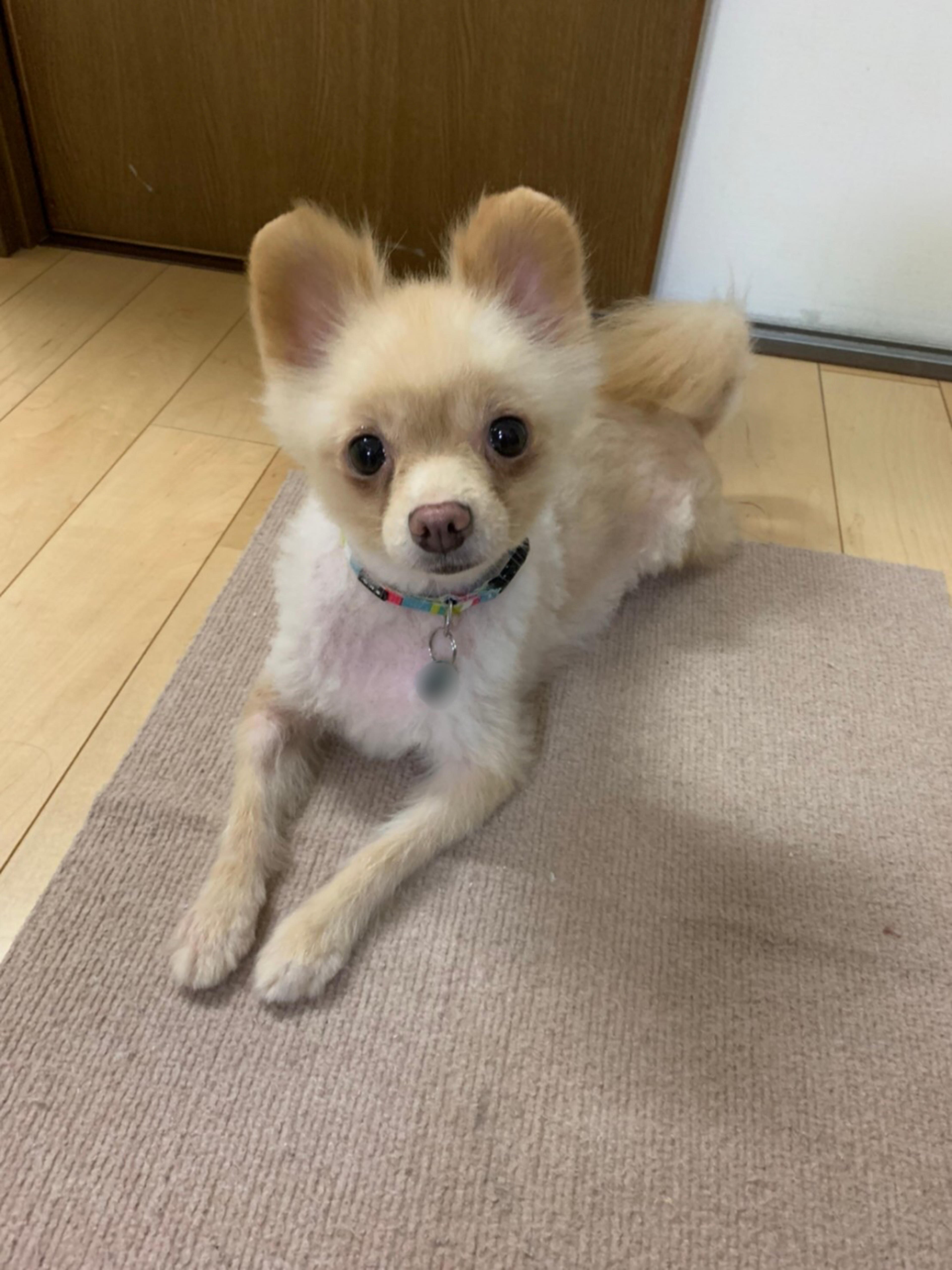 pet-image-2