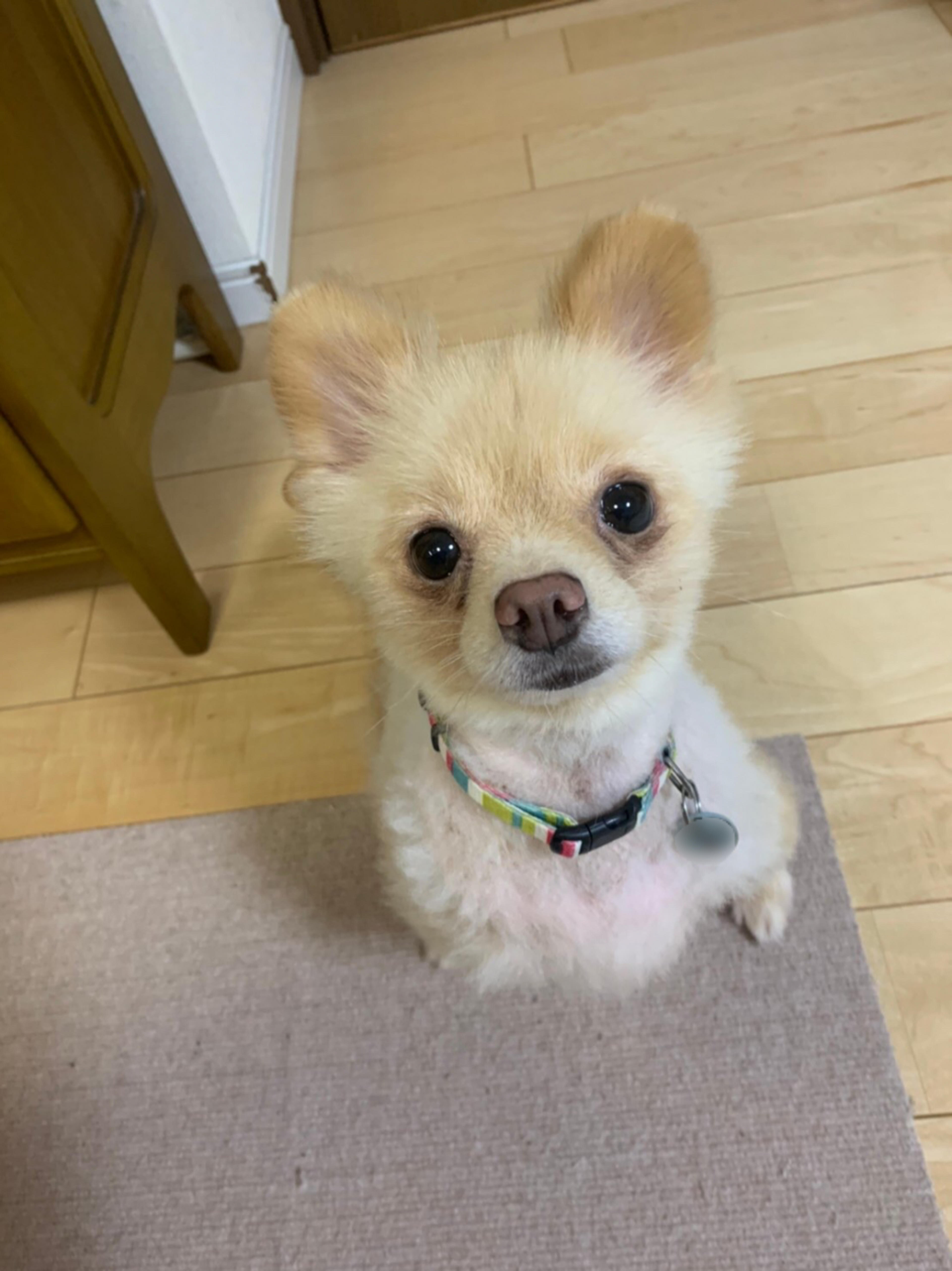 pet-image-3