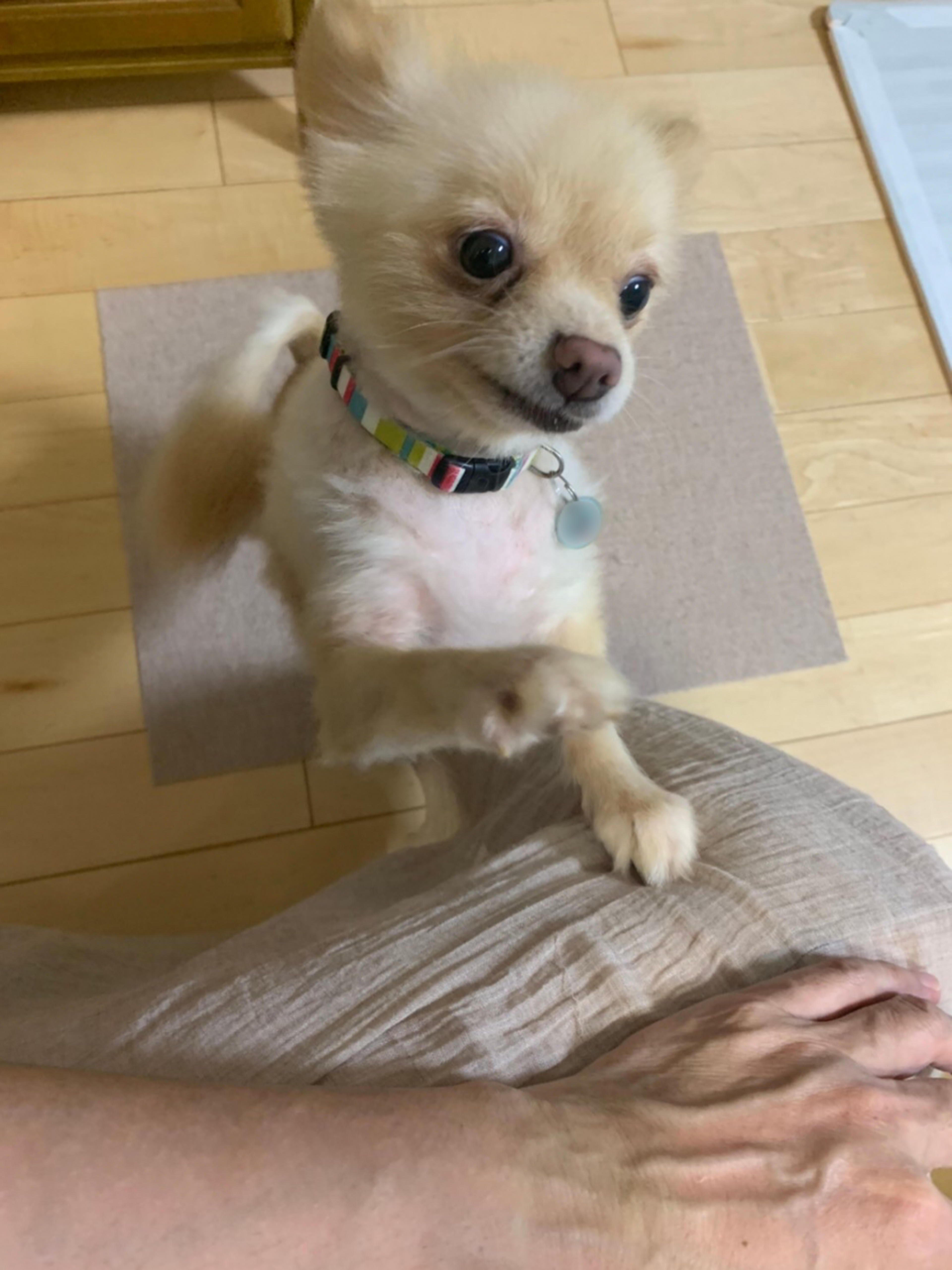 pet-image-4