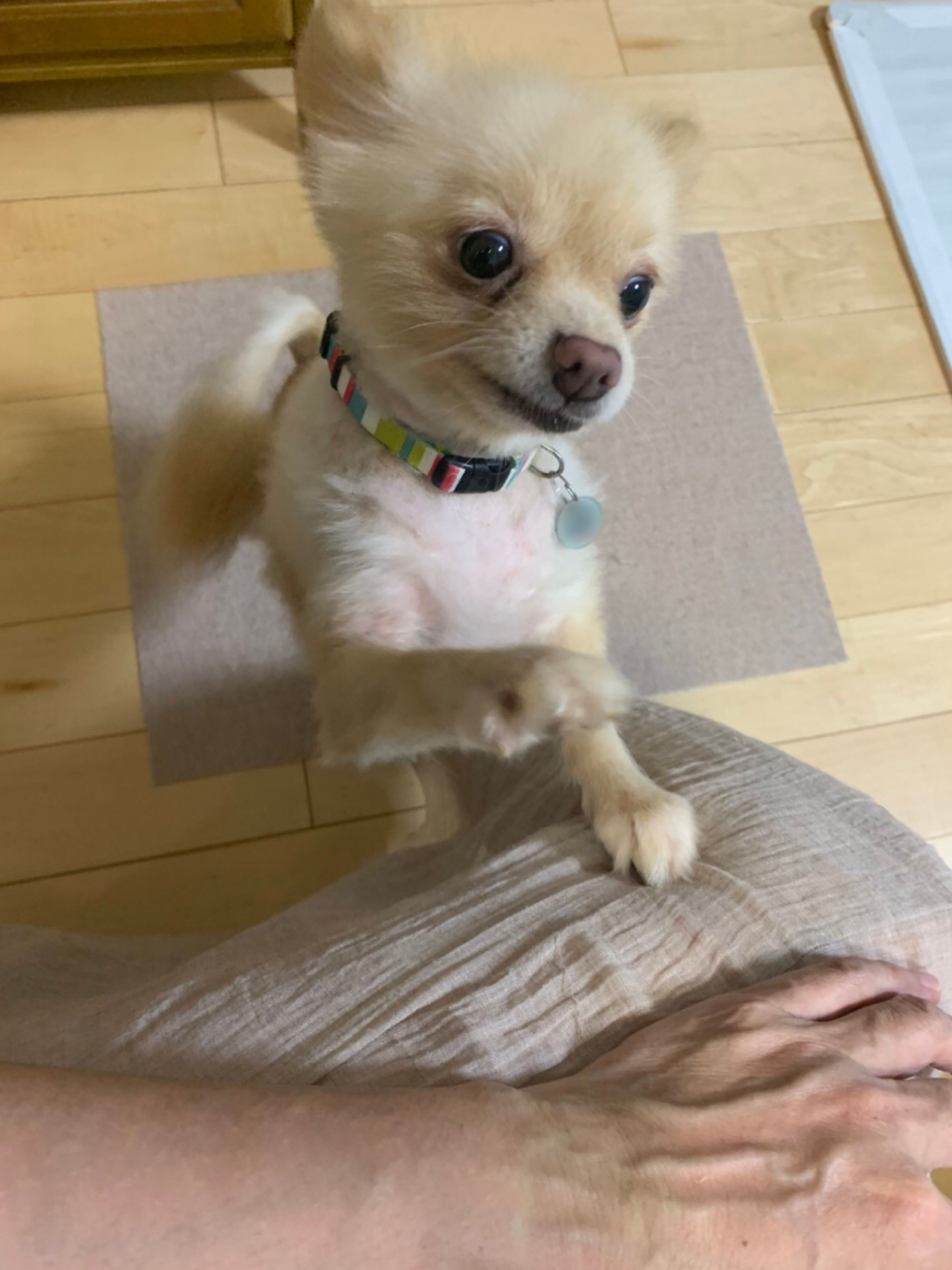 pet-image-4
