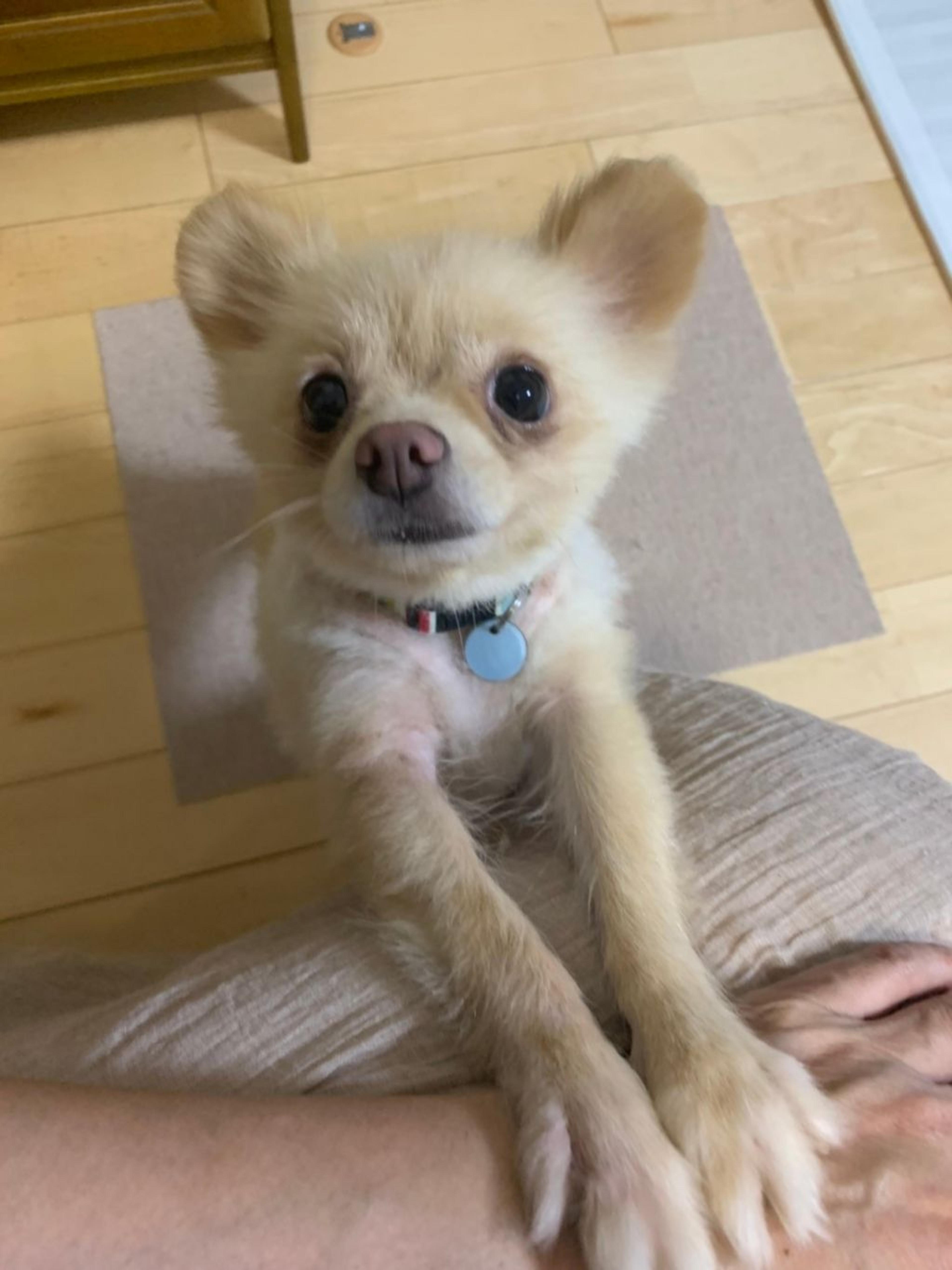 pet-image-5