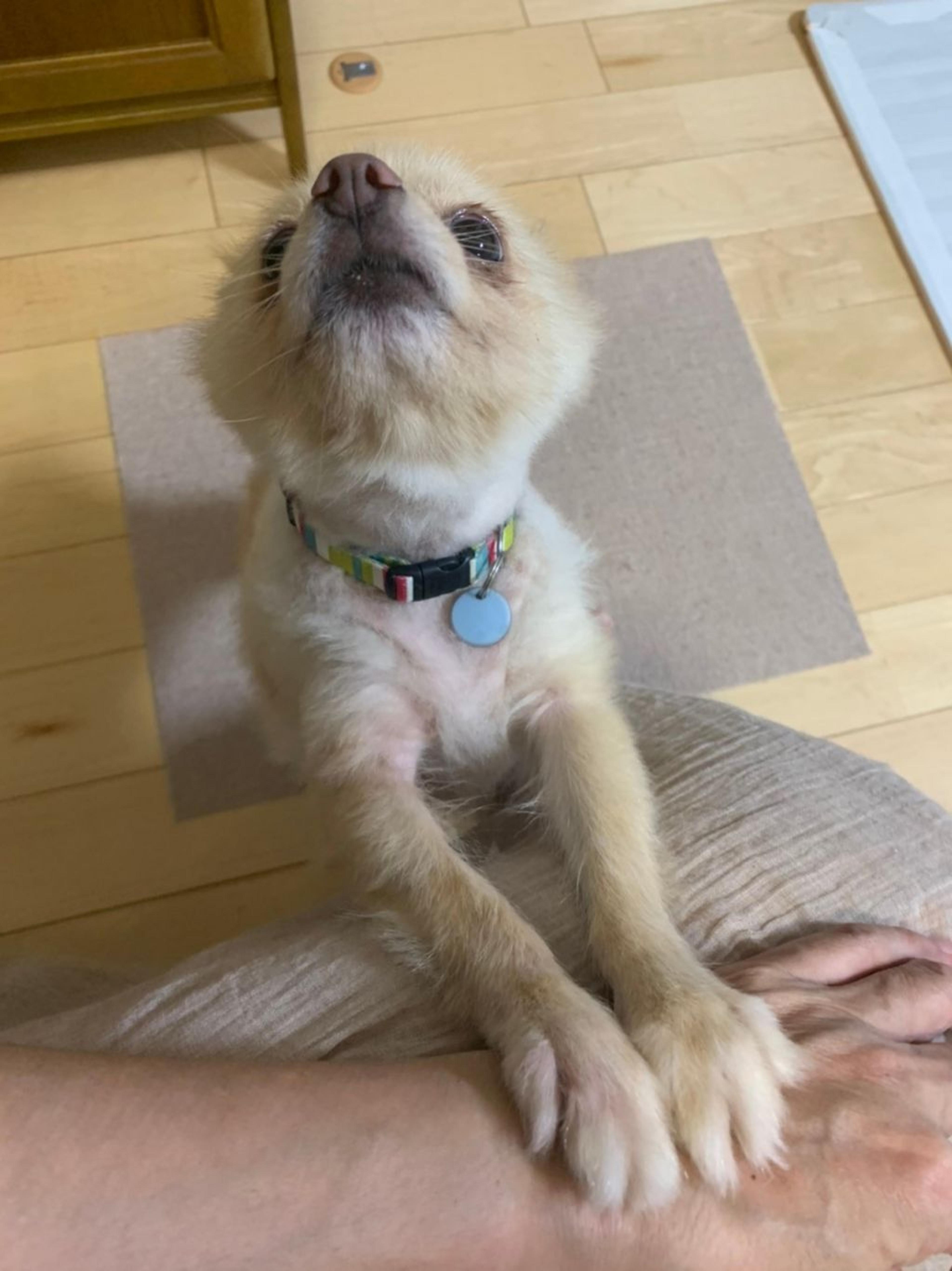 pet-image-6