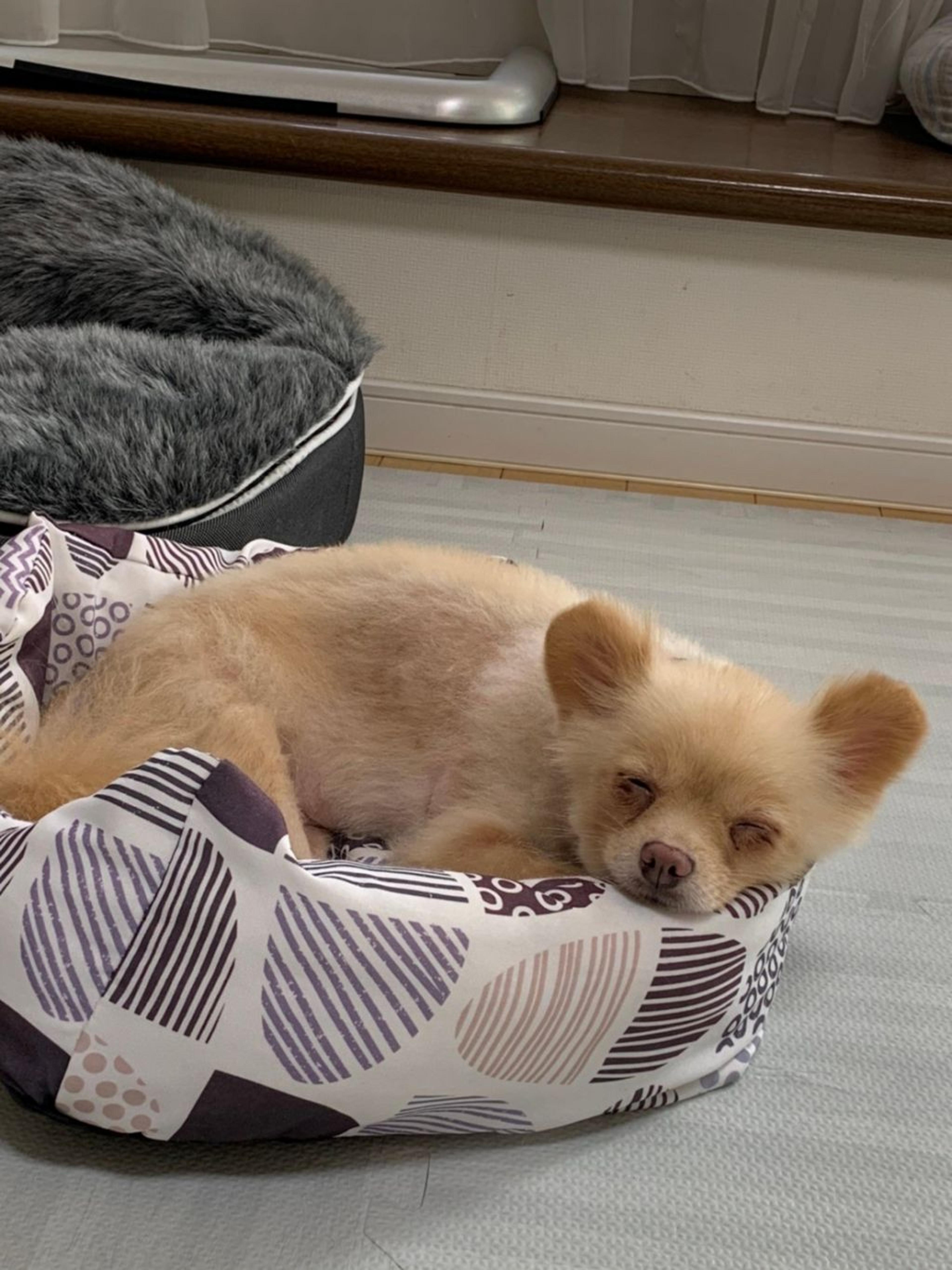 pet-image-7