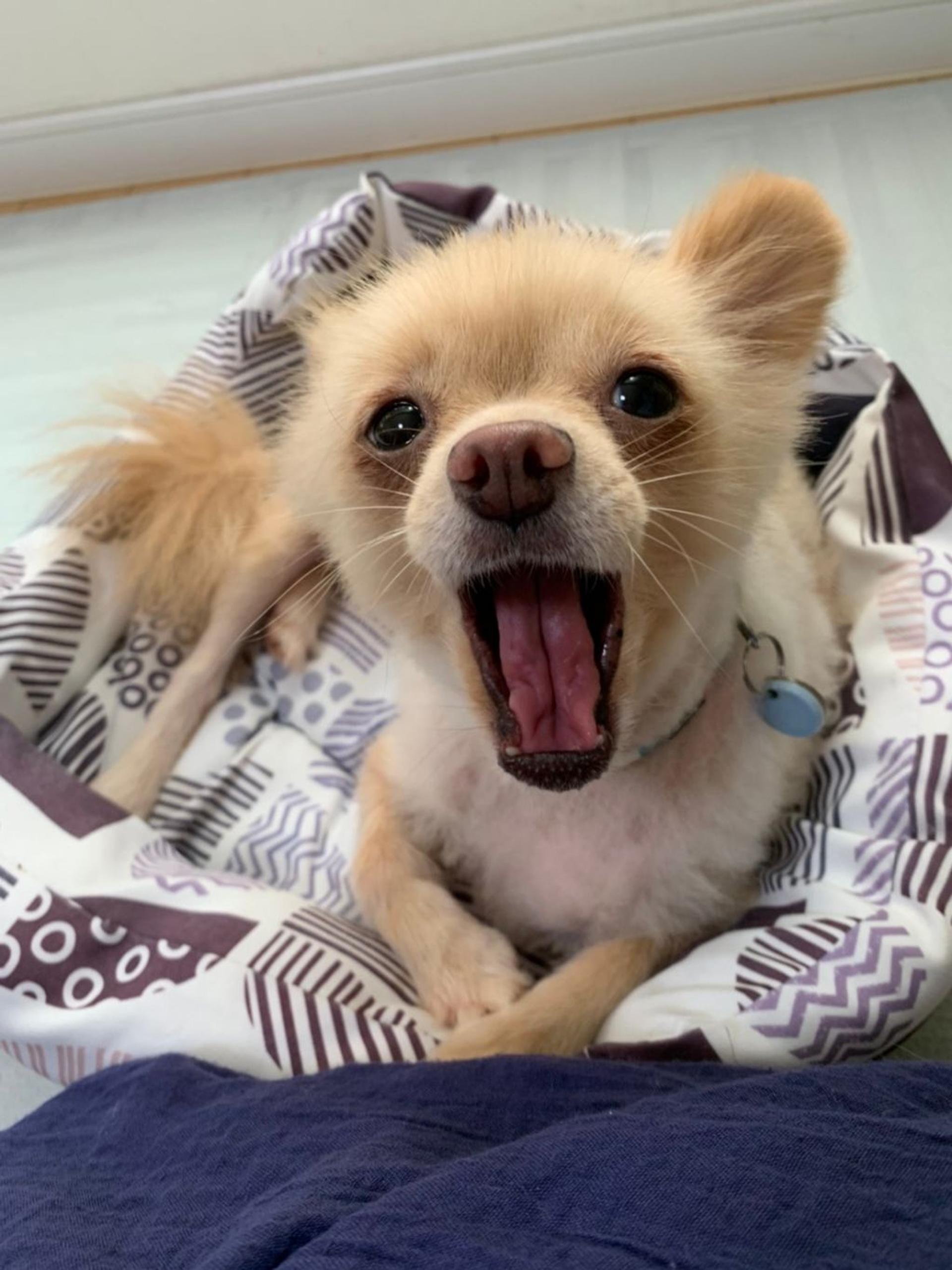 pet-image-8