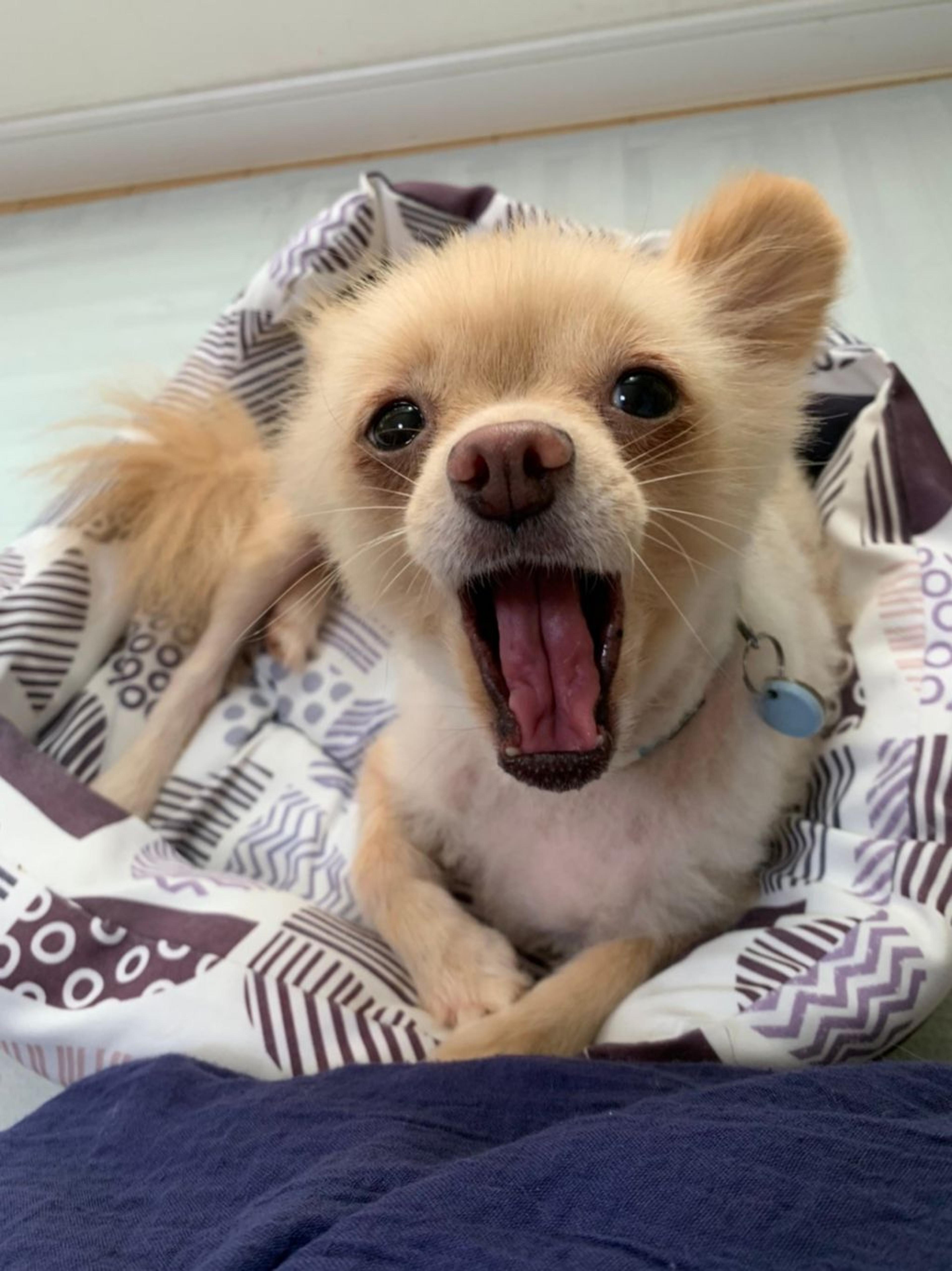 pet-image-8