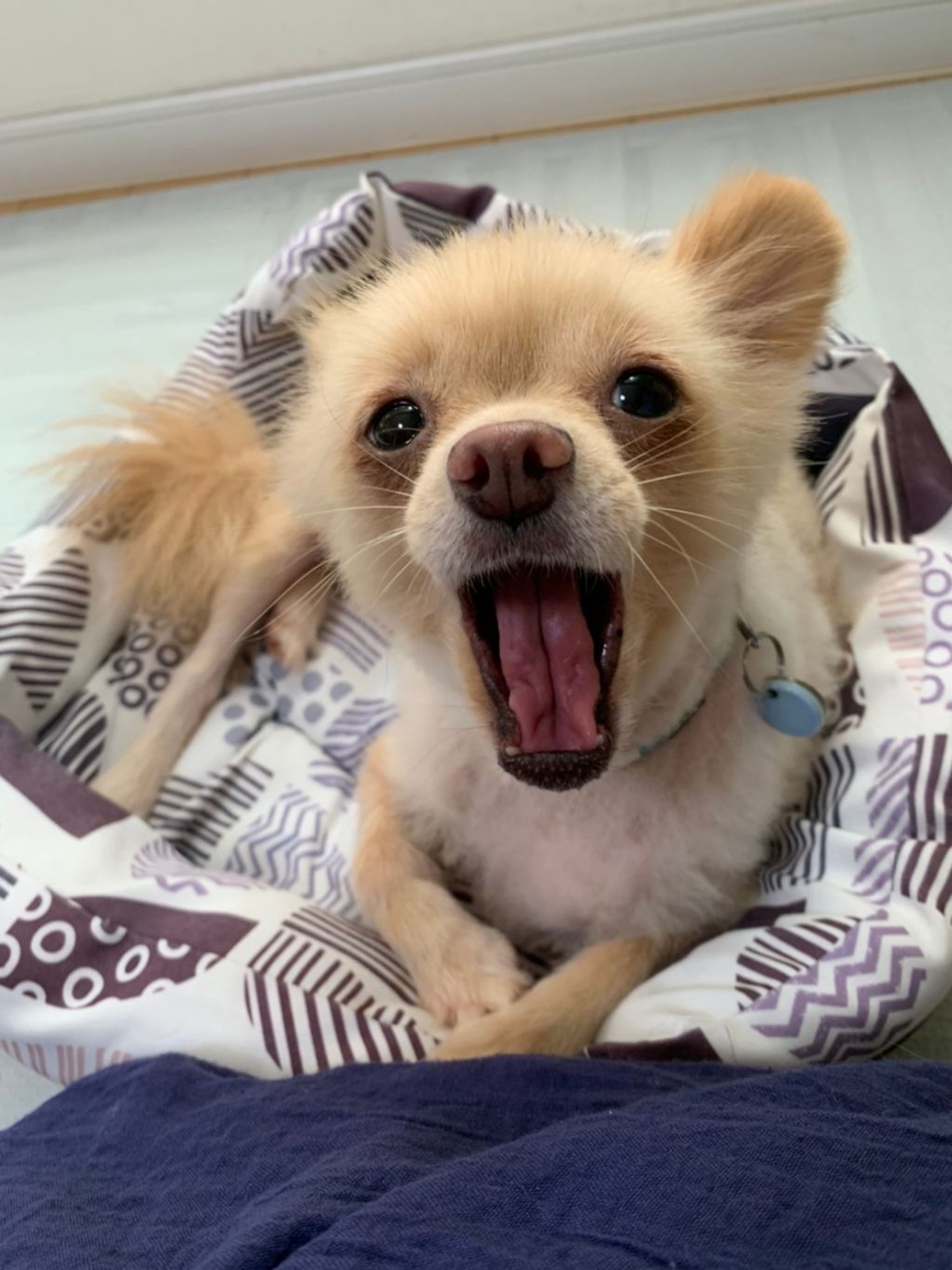 pet-image-8