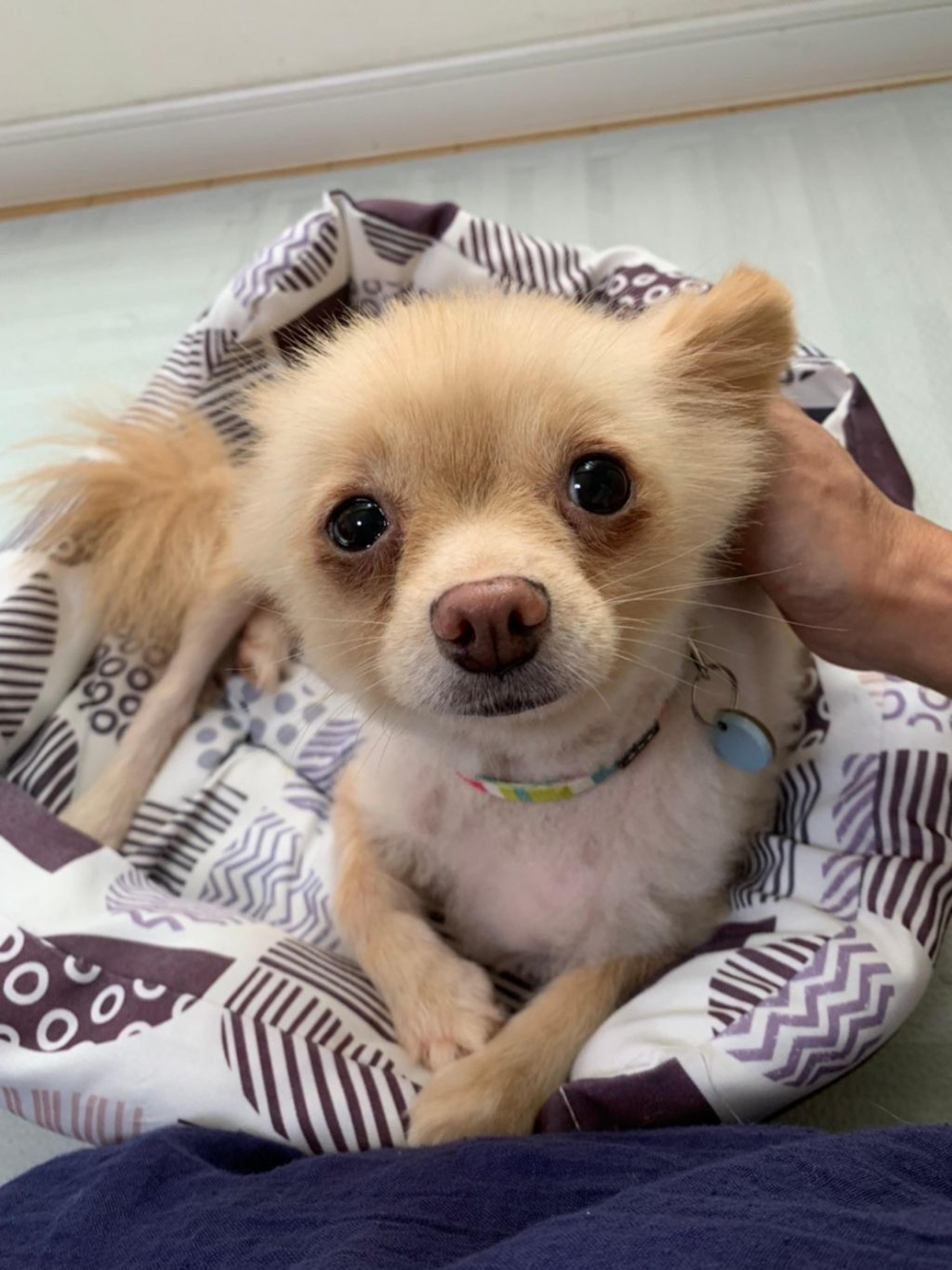 pet-image-9