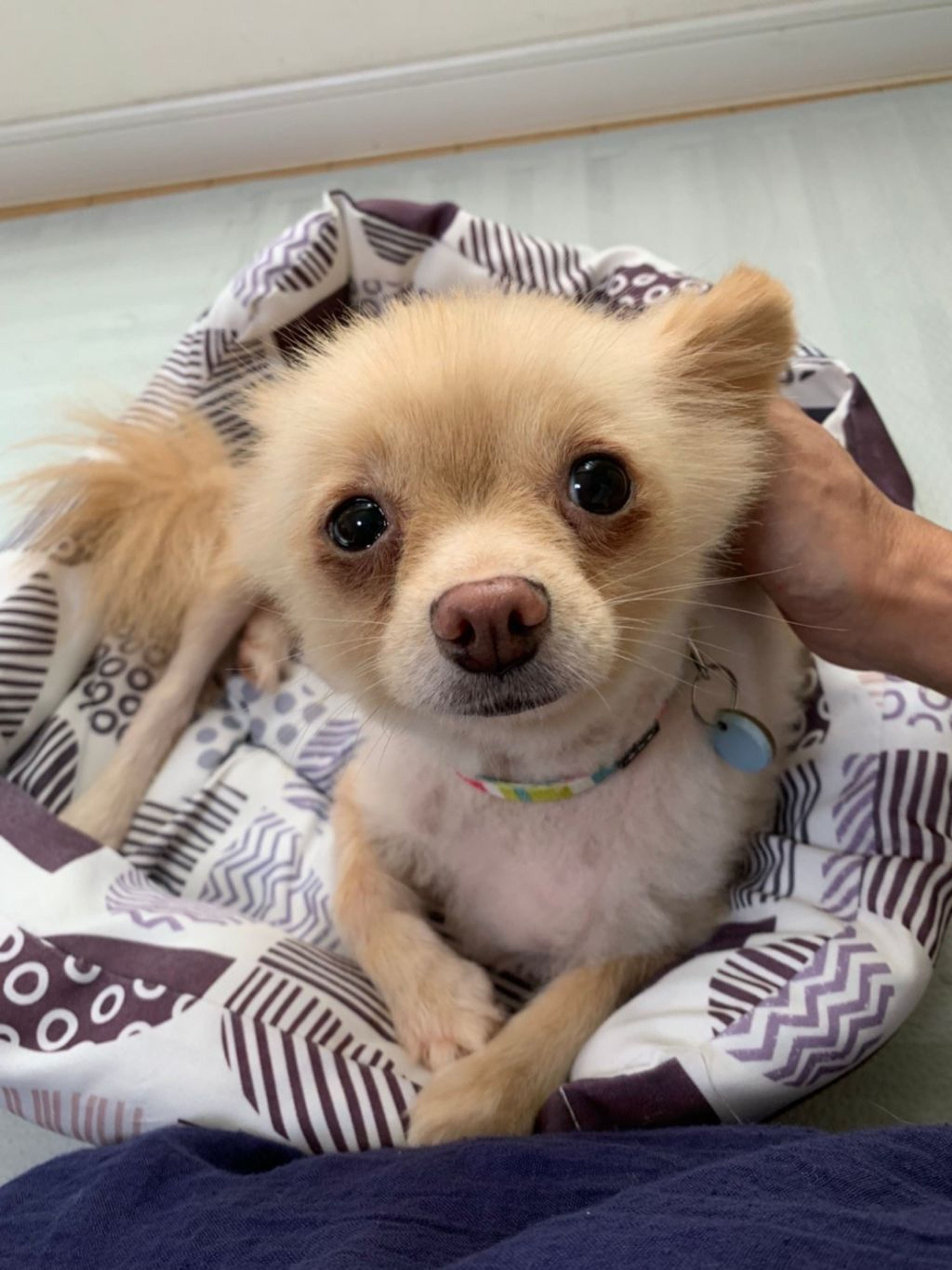 pet-image-9