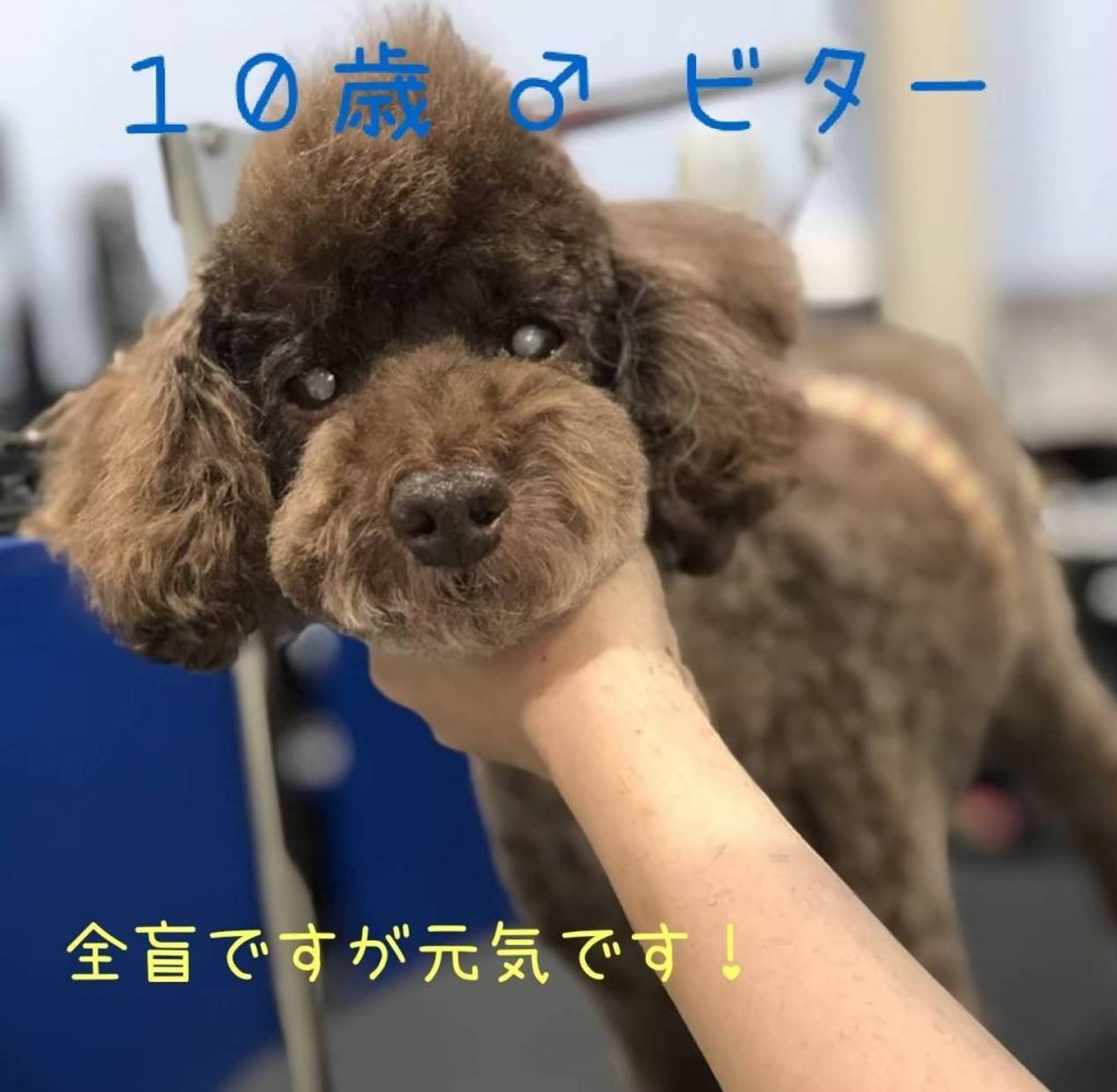 トイプードル・オスの里親募集の写真