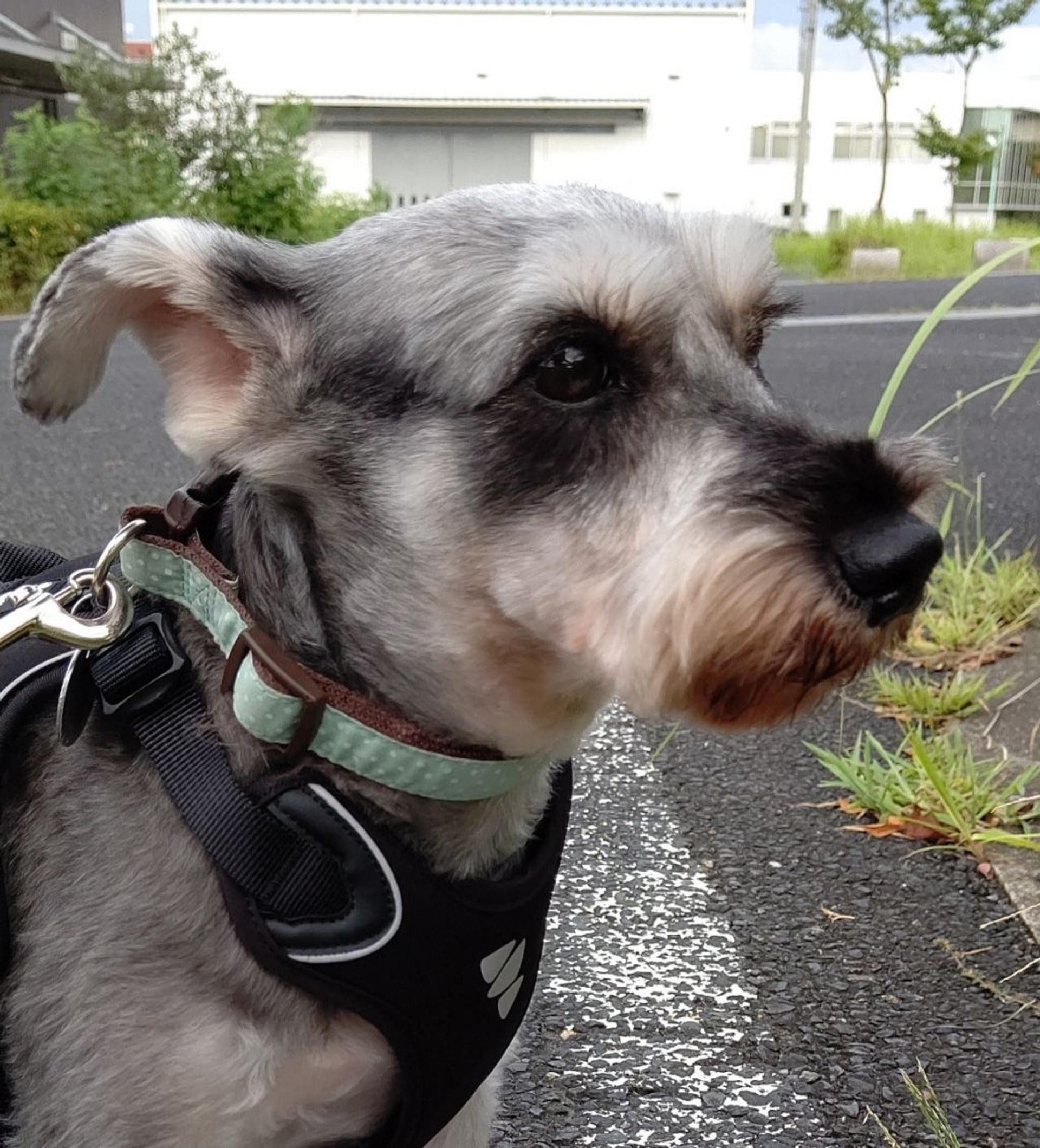 pet-image-3