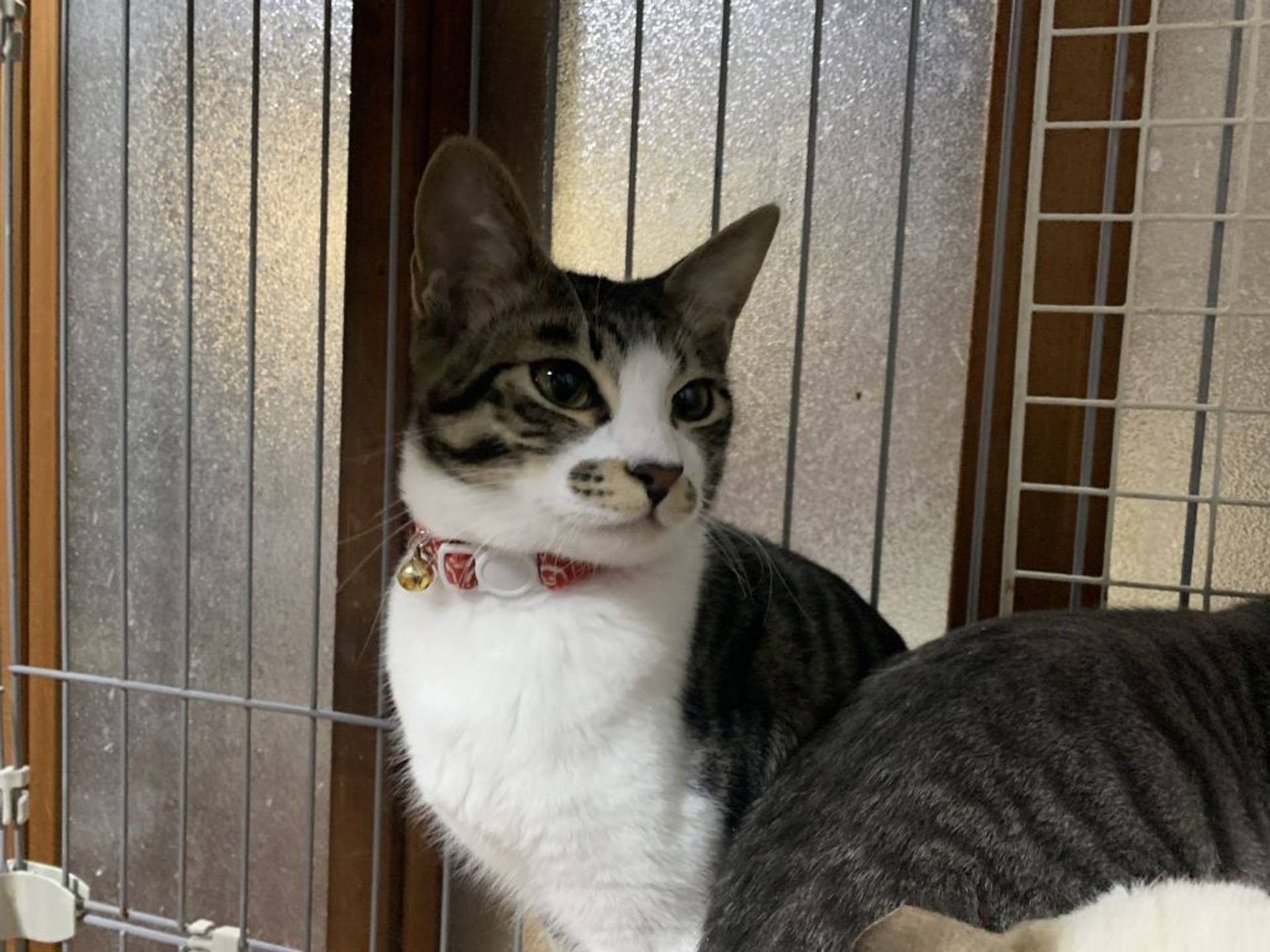 雑種（ミックス猫）・オスの里親募集の写真