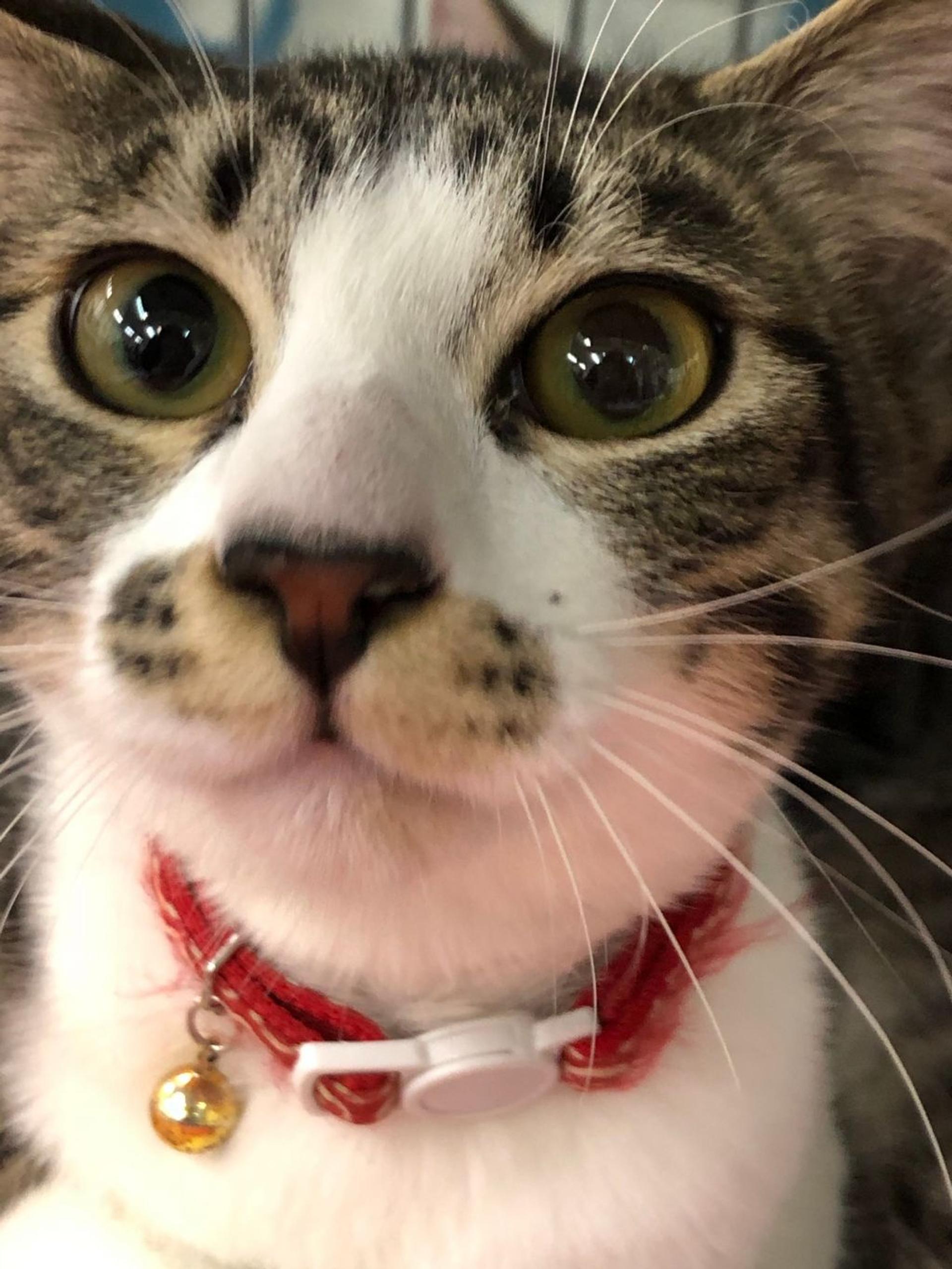 pet-image-3