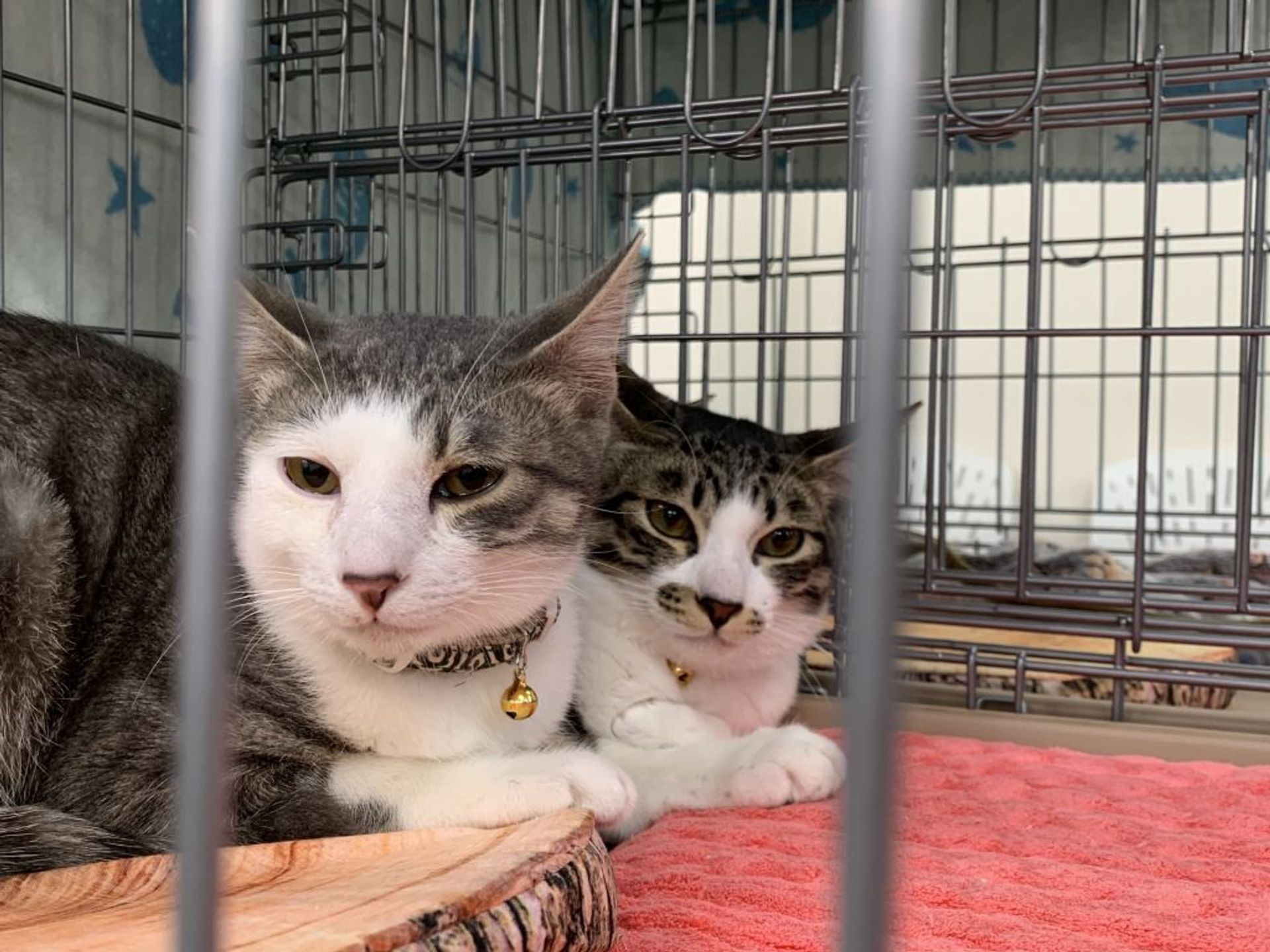 雑種（ミックス猫）・オスの里親募集の写真