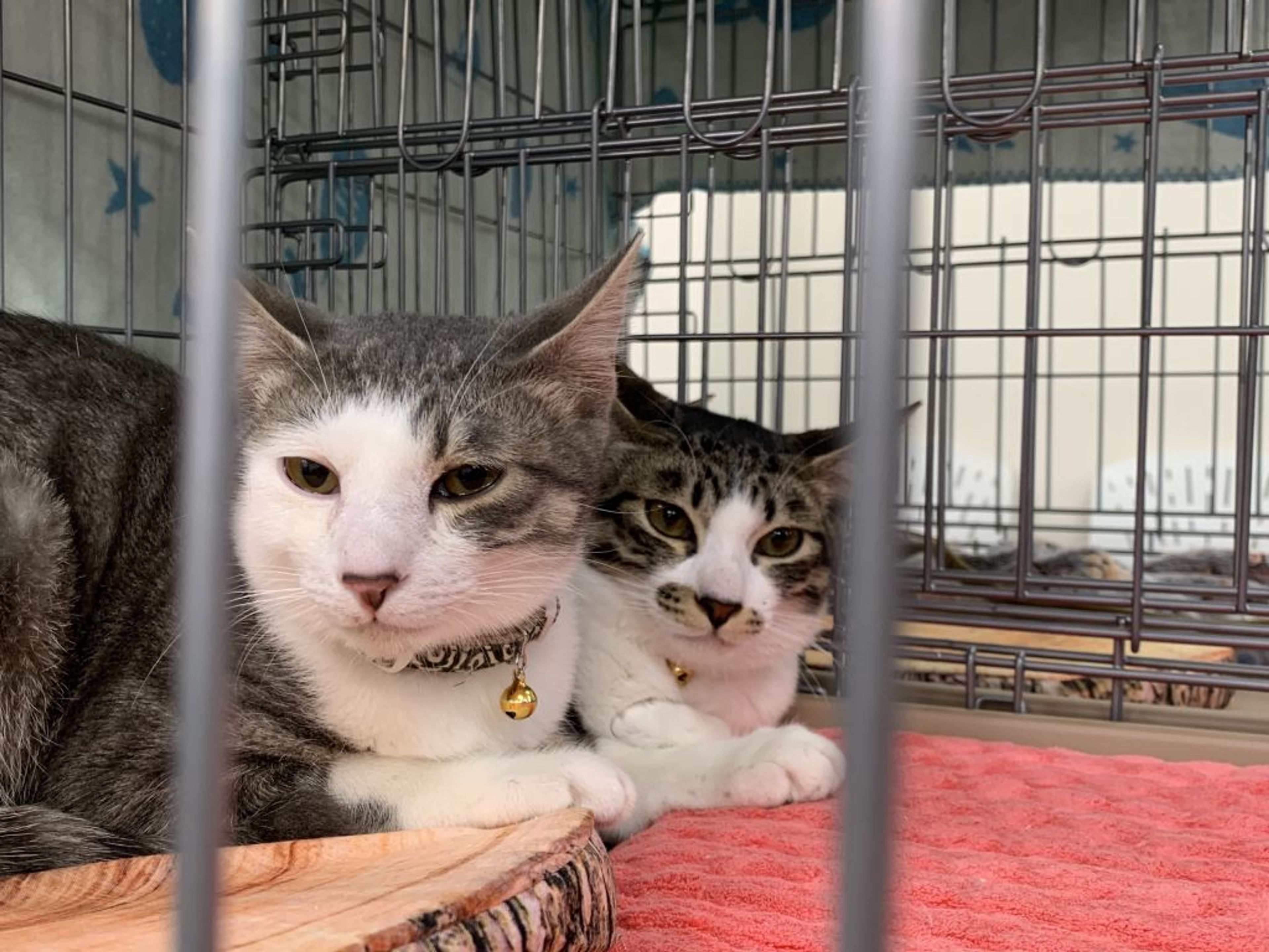 雑種（ミックス猫）・オスの里親募集の写真
