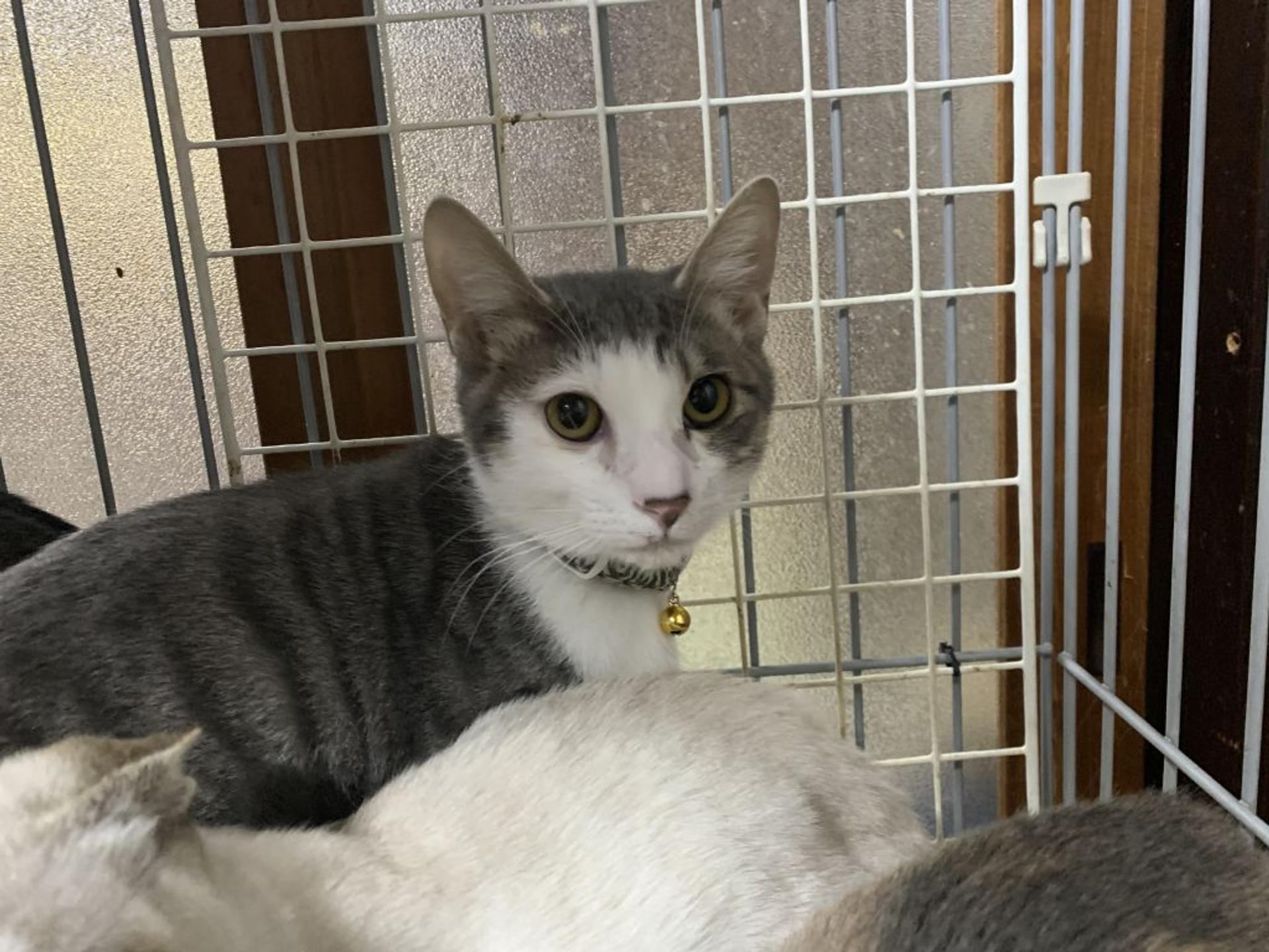 pet-image-2