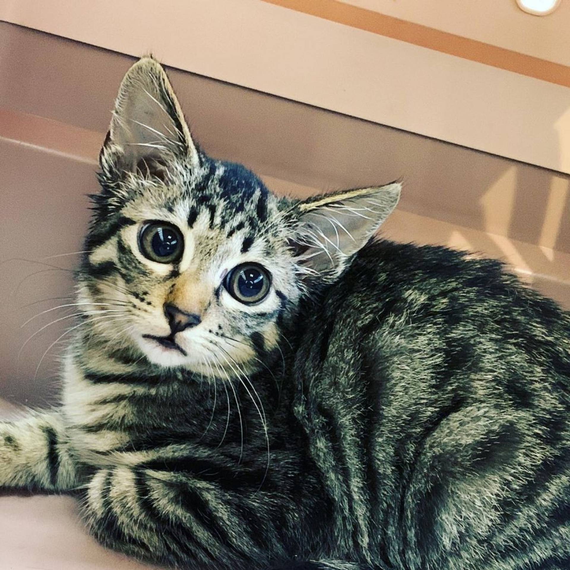 雑種（ミックス猫）・メスの里親募集の写真