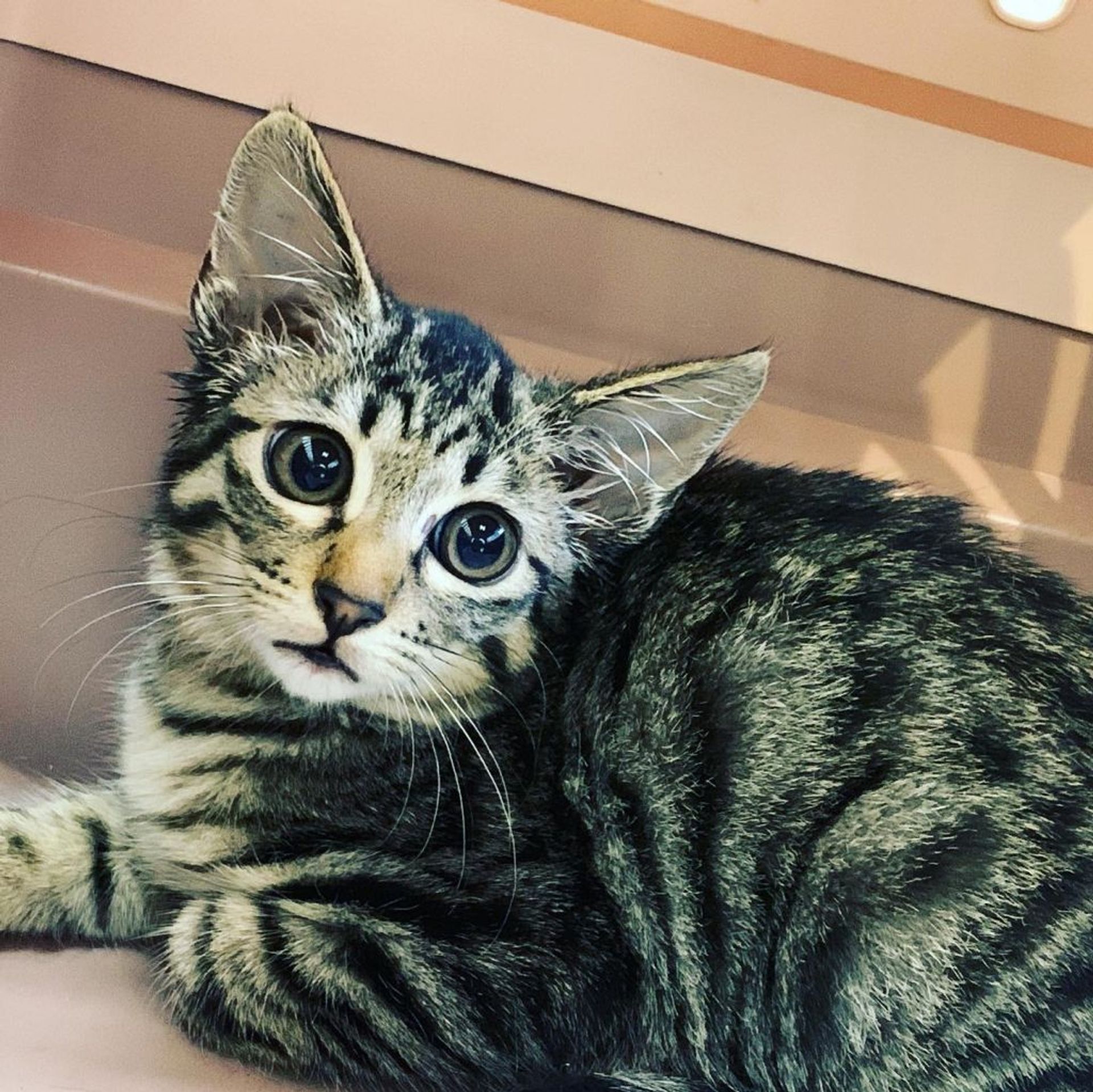 雑種（ミックス猫）・メスの里親募集の写真