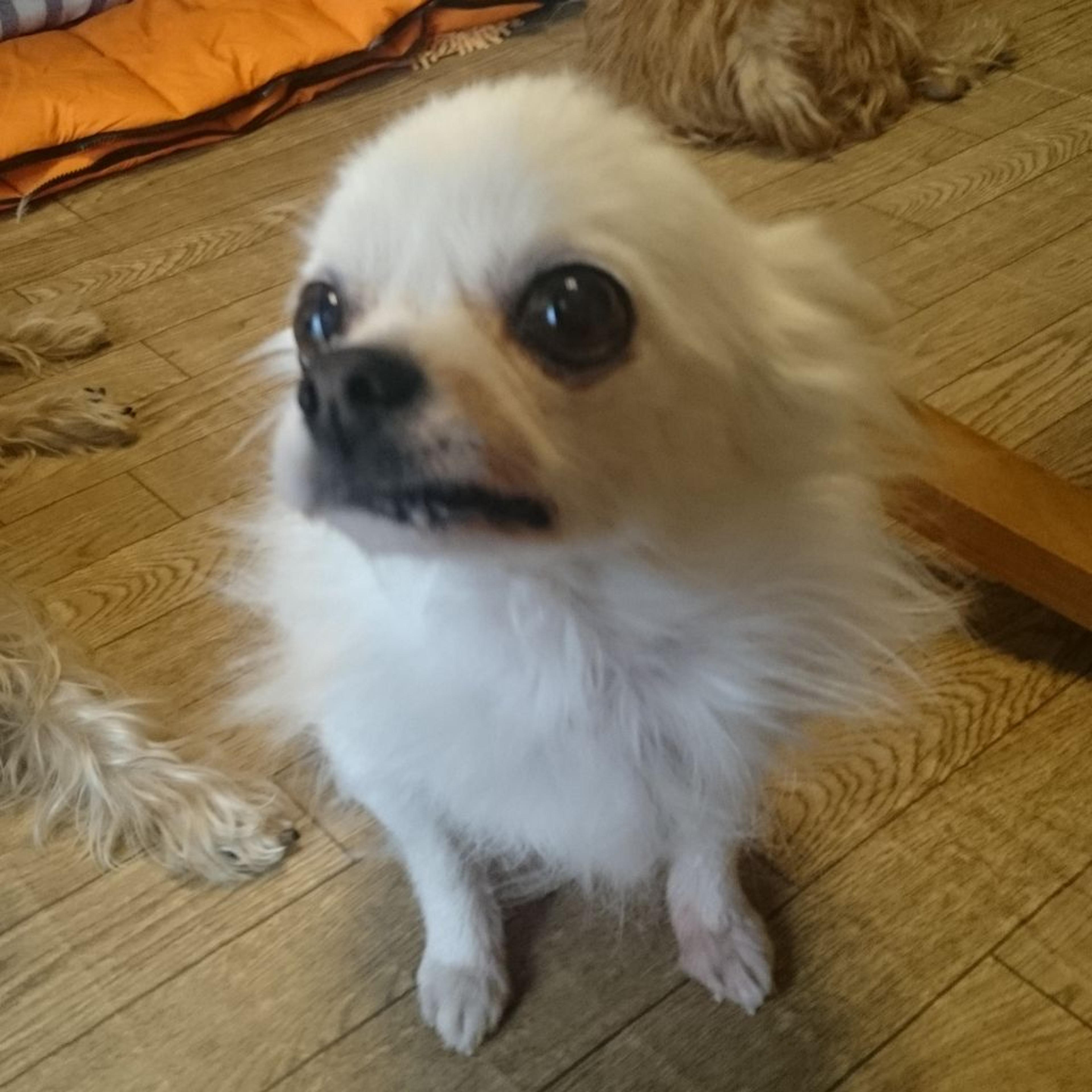 pet-image-2