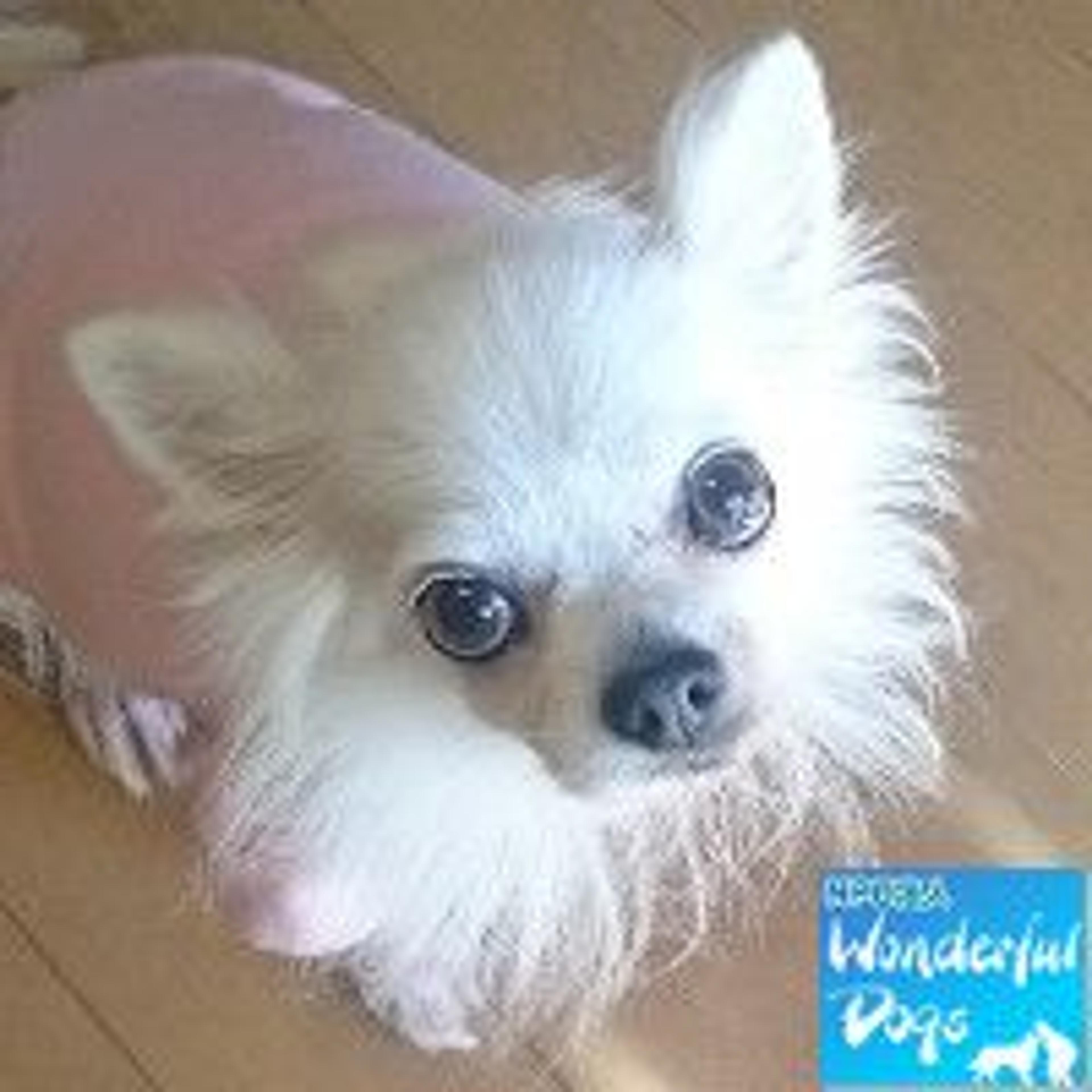 pet-image-3
