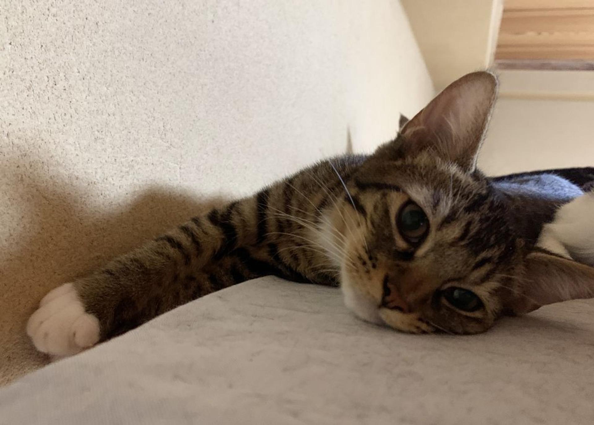 pet-image-5