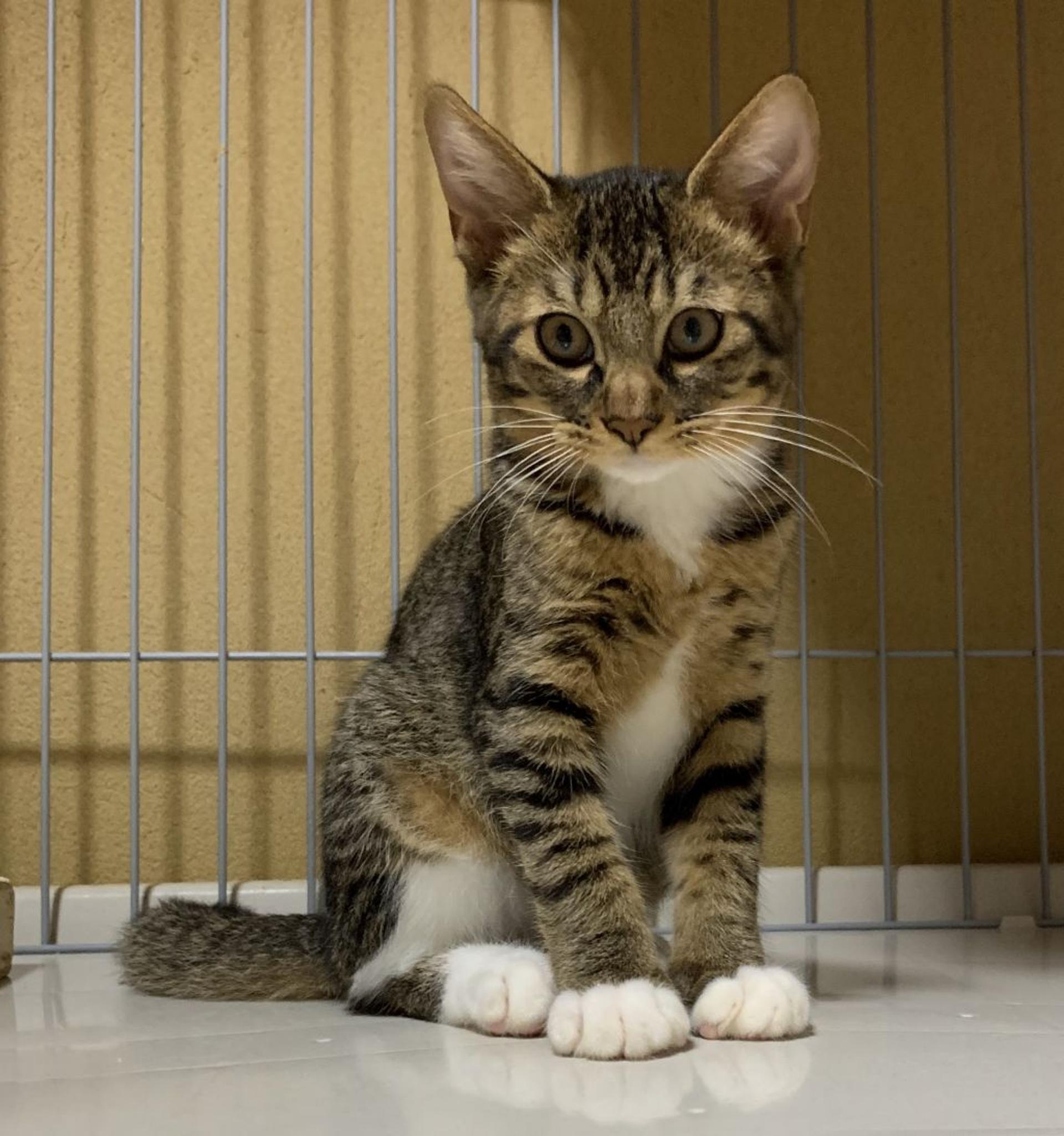 pet-image-7