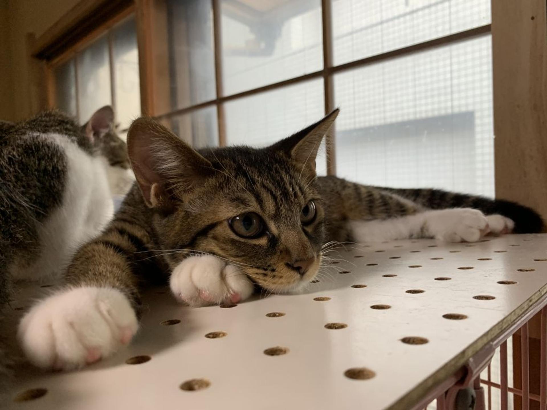 pet-image-8