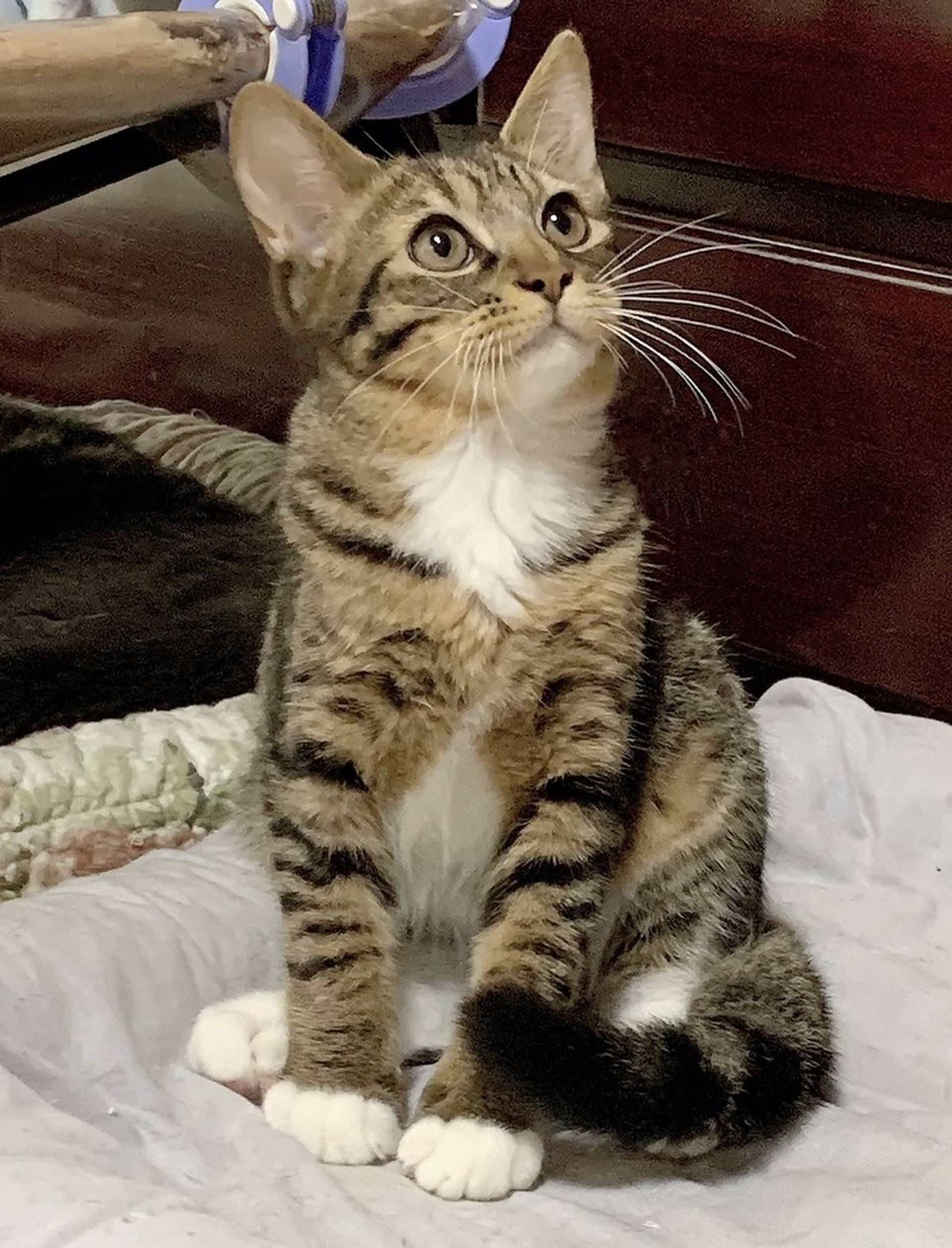 雑種（ミックス猫）・オスの里親募集の写真