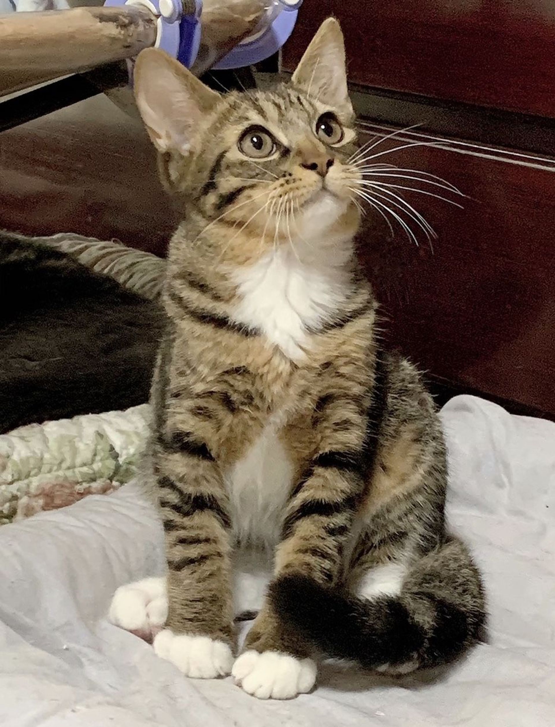 雑種（ミックス猫）・オスの里親募集の写真