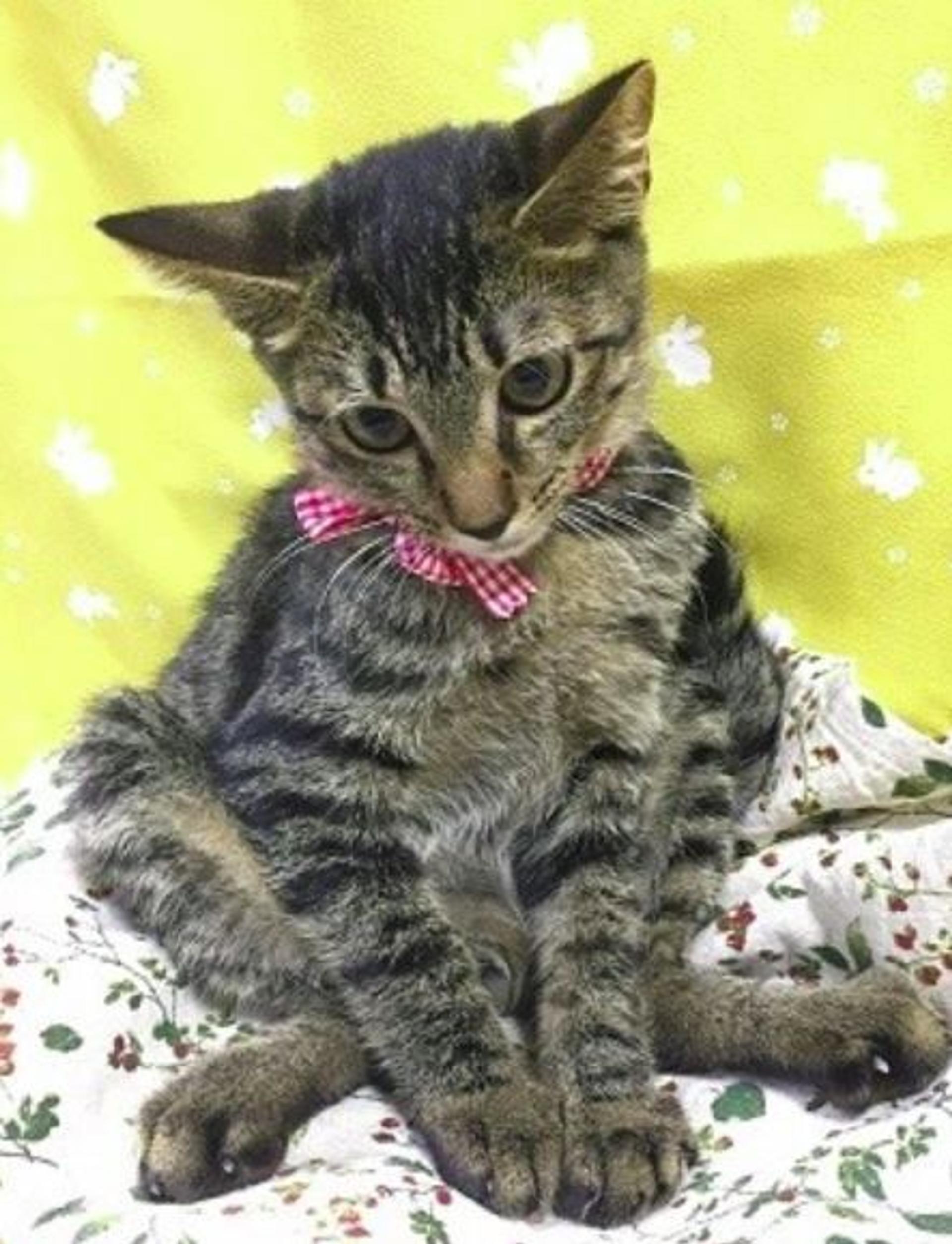 pet-image-3