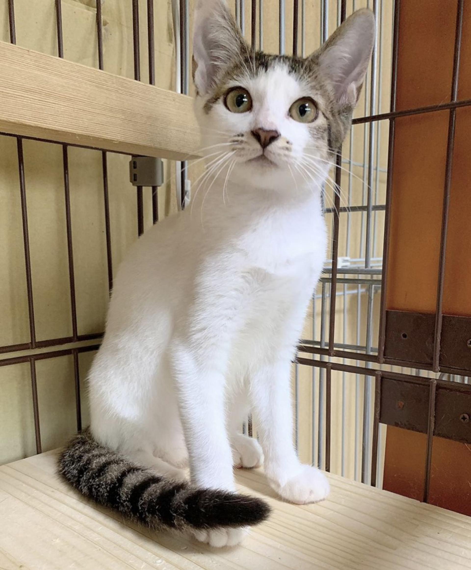 pet-image-2