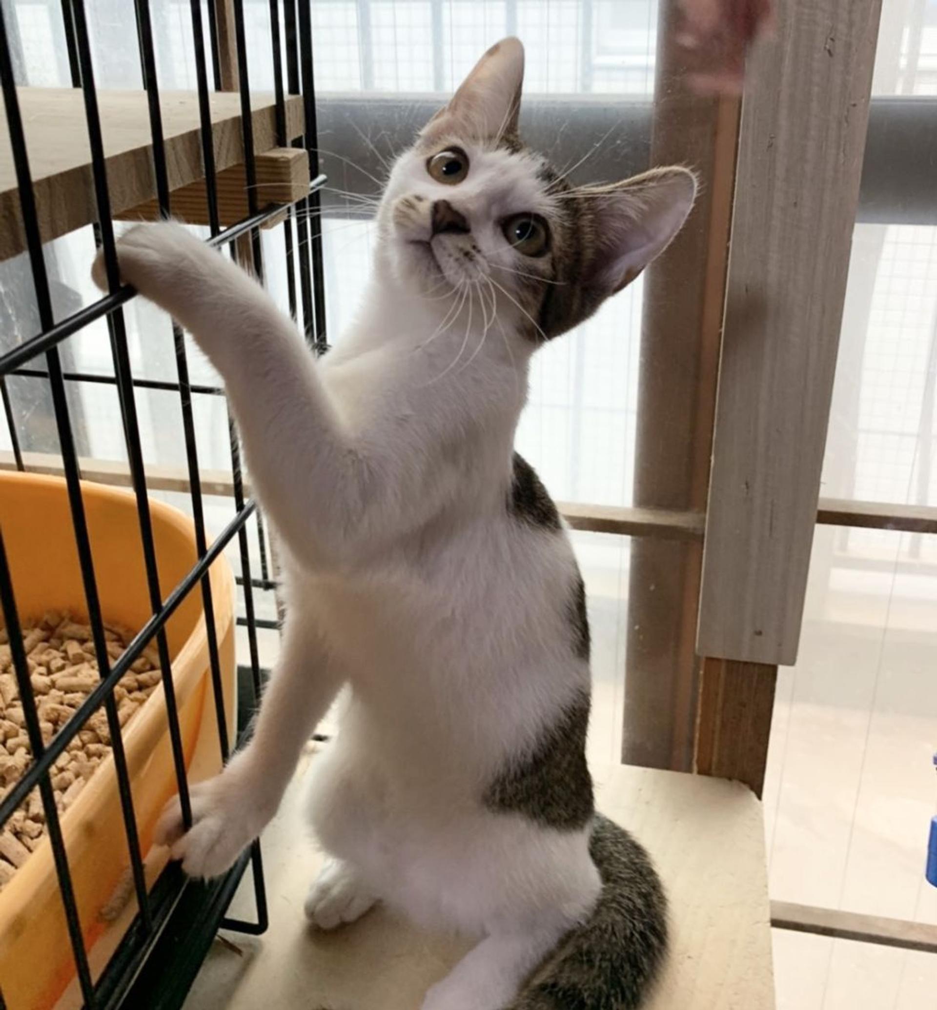 pet-image-3