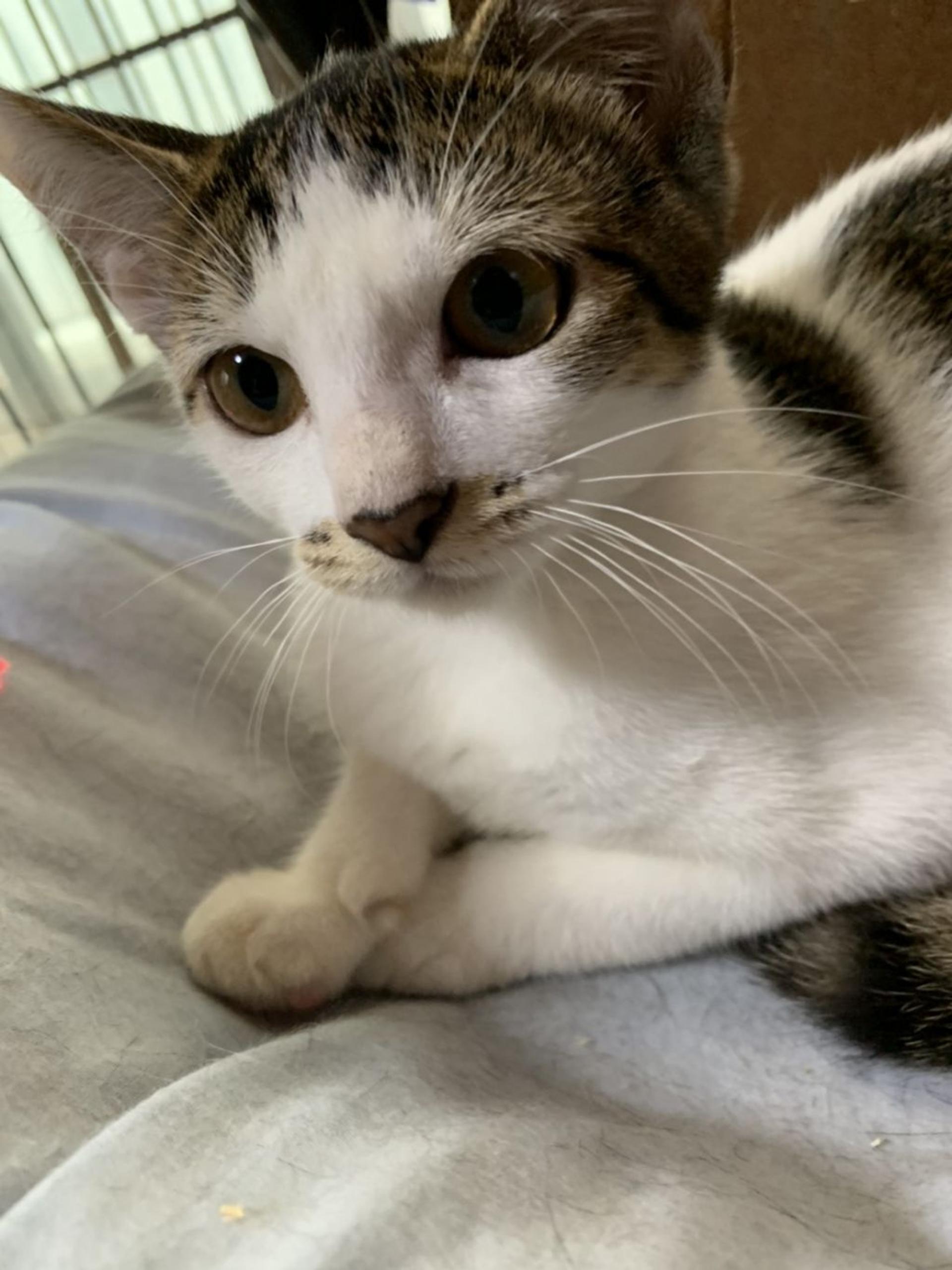 pet-image-5