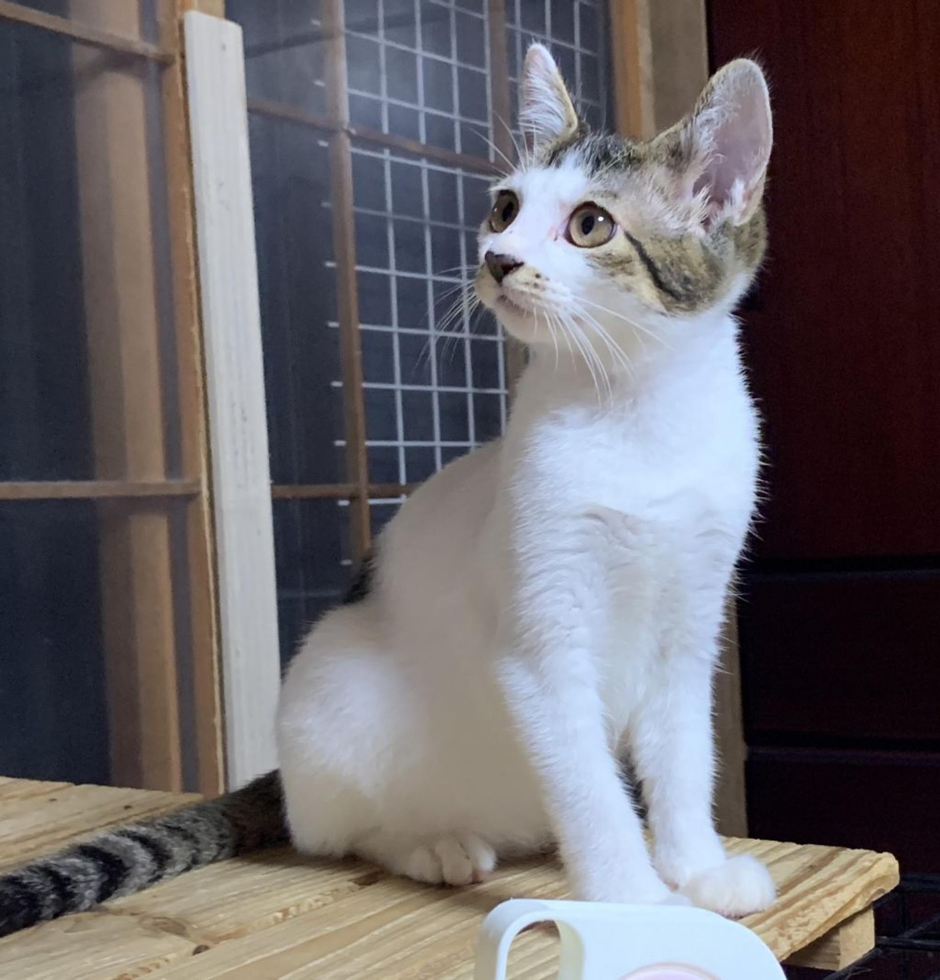 pet-image-9