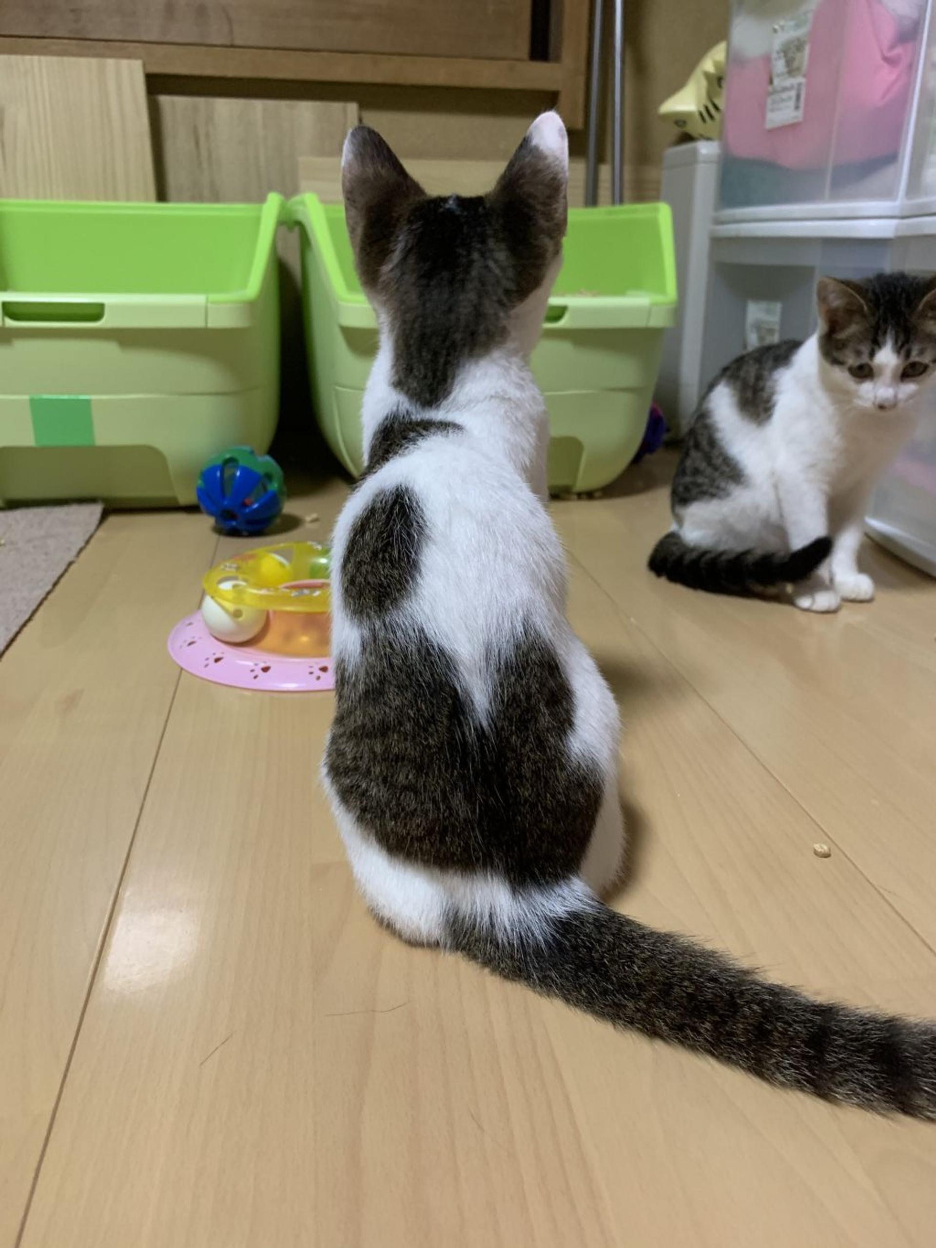 pet-image-10