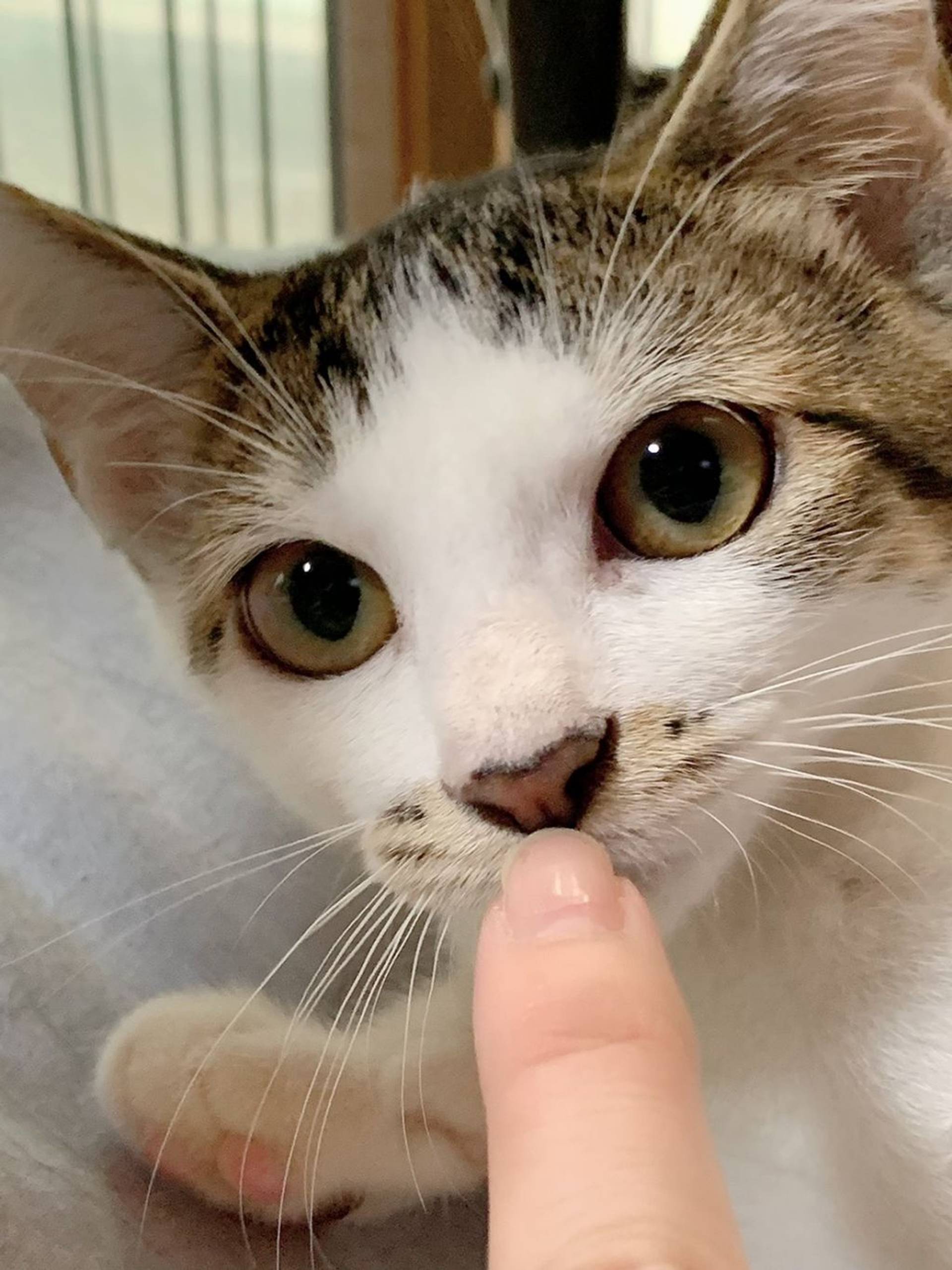 雑種（ミックス猫）・メスの里親募集の写真