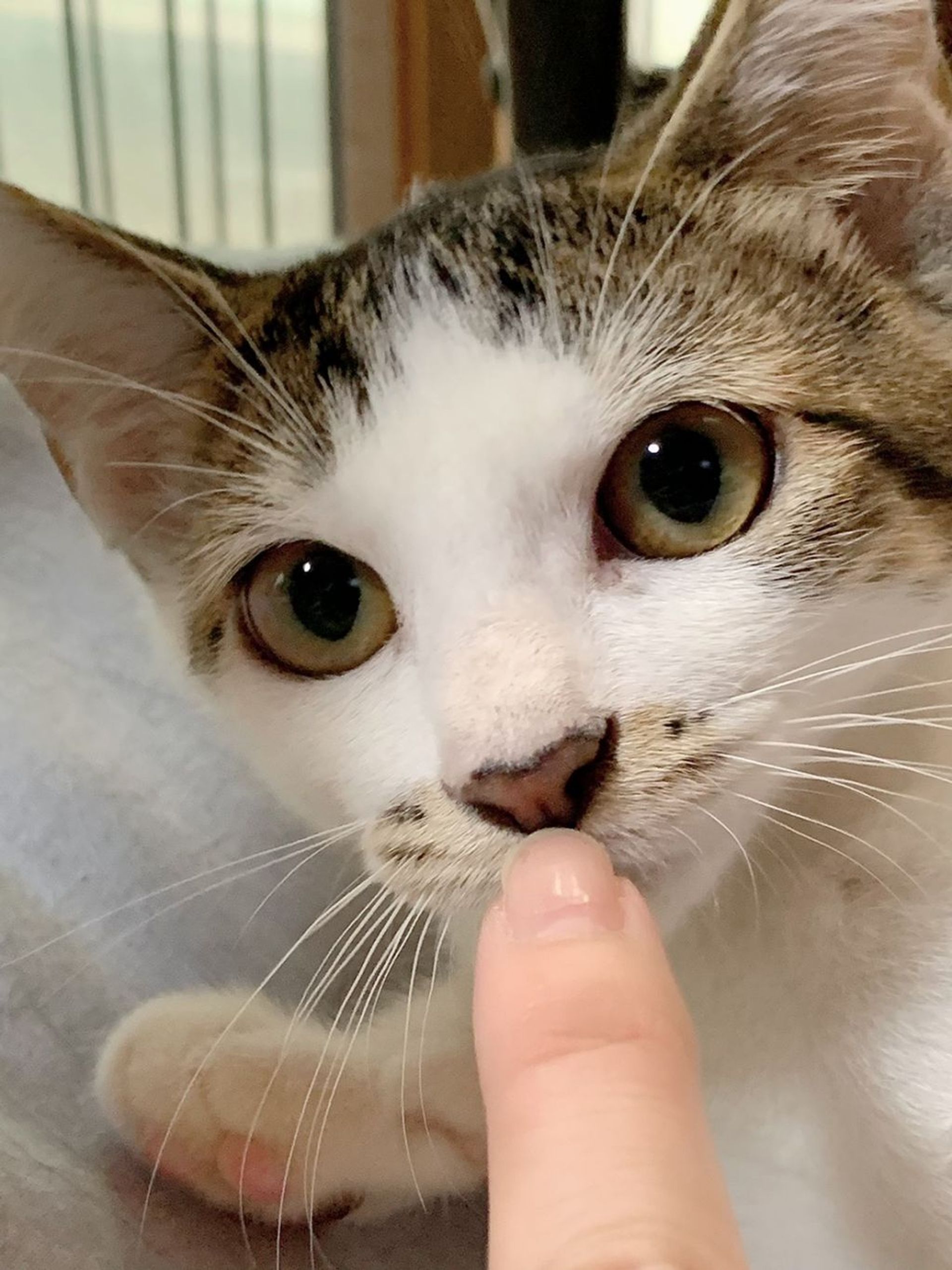雑種（ミックス猫）・メスの里親募集の写真