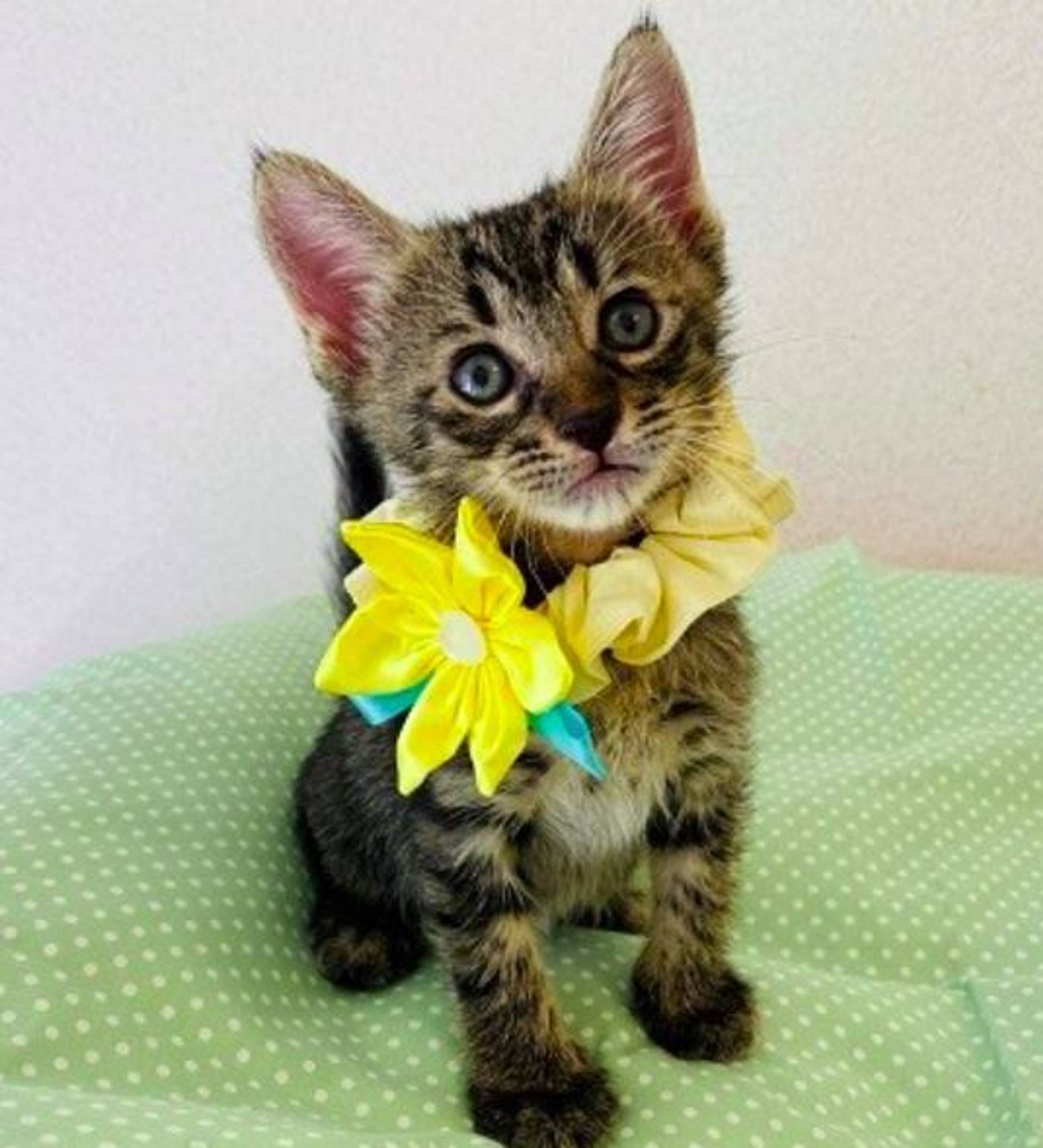 雑種（ミックス猫）・オスの里親募集の写真