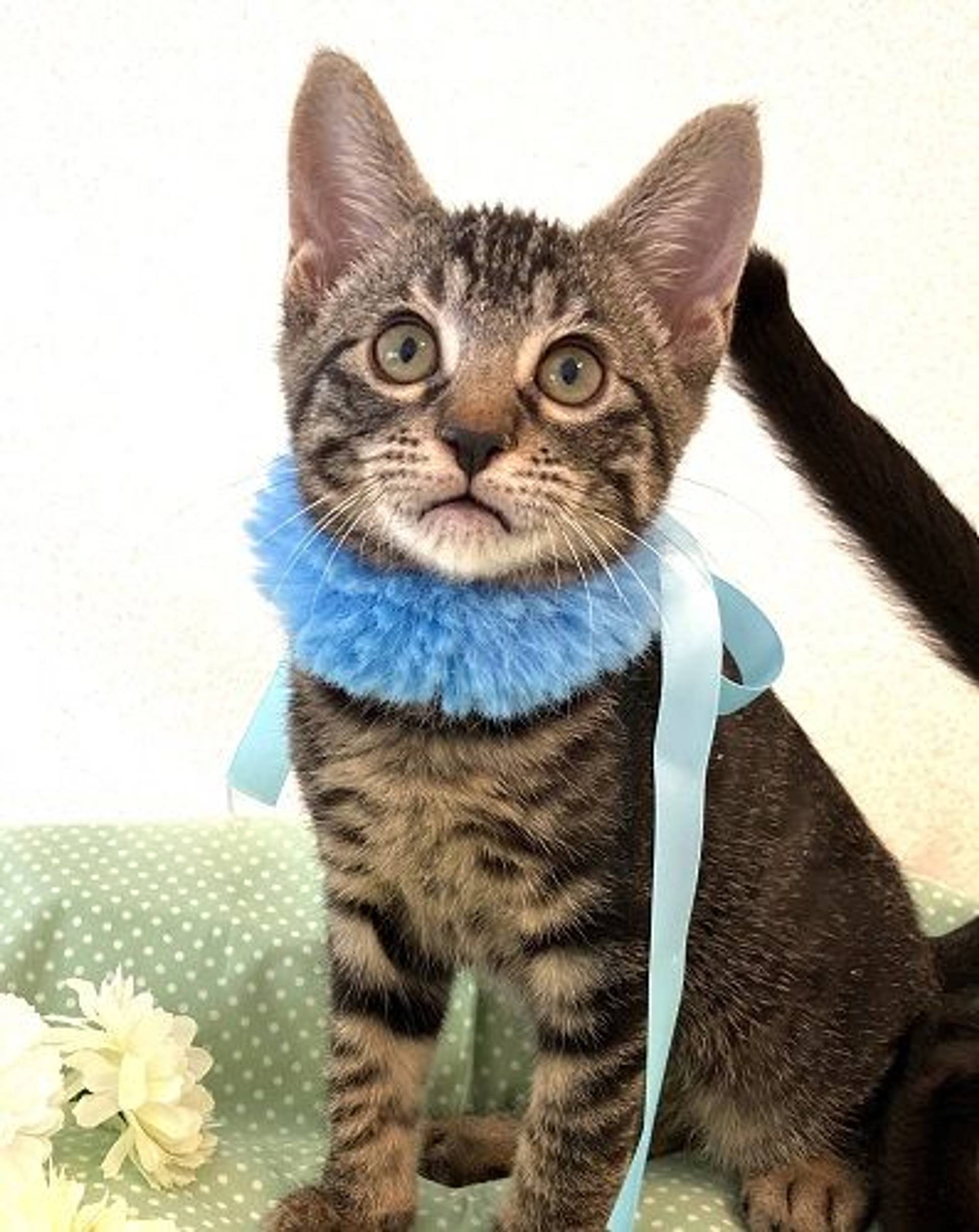 雑種（ミックス猫）・オスの里親募集の写真