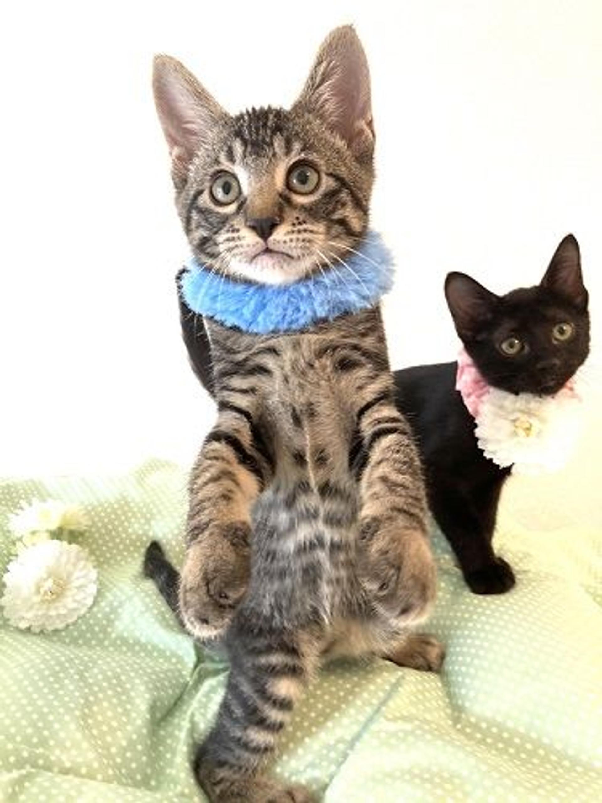 pet-image-4