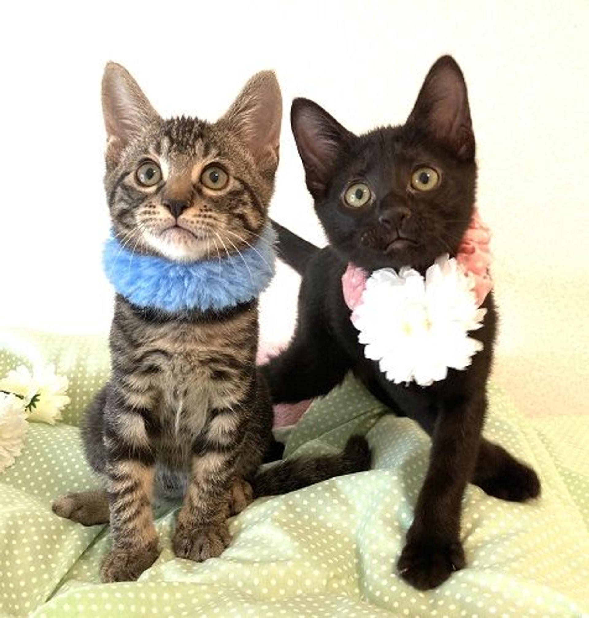 pet-image-5